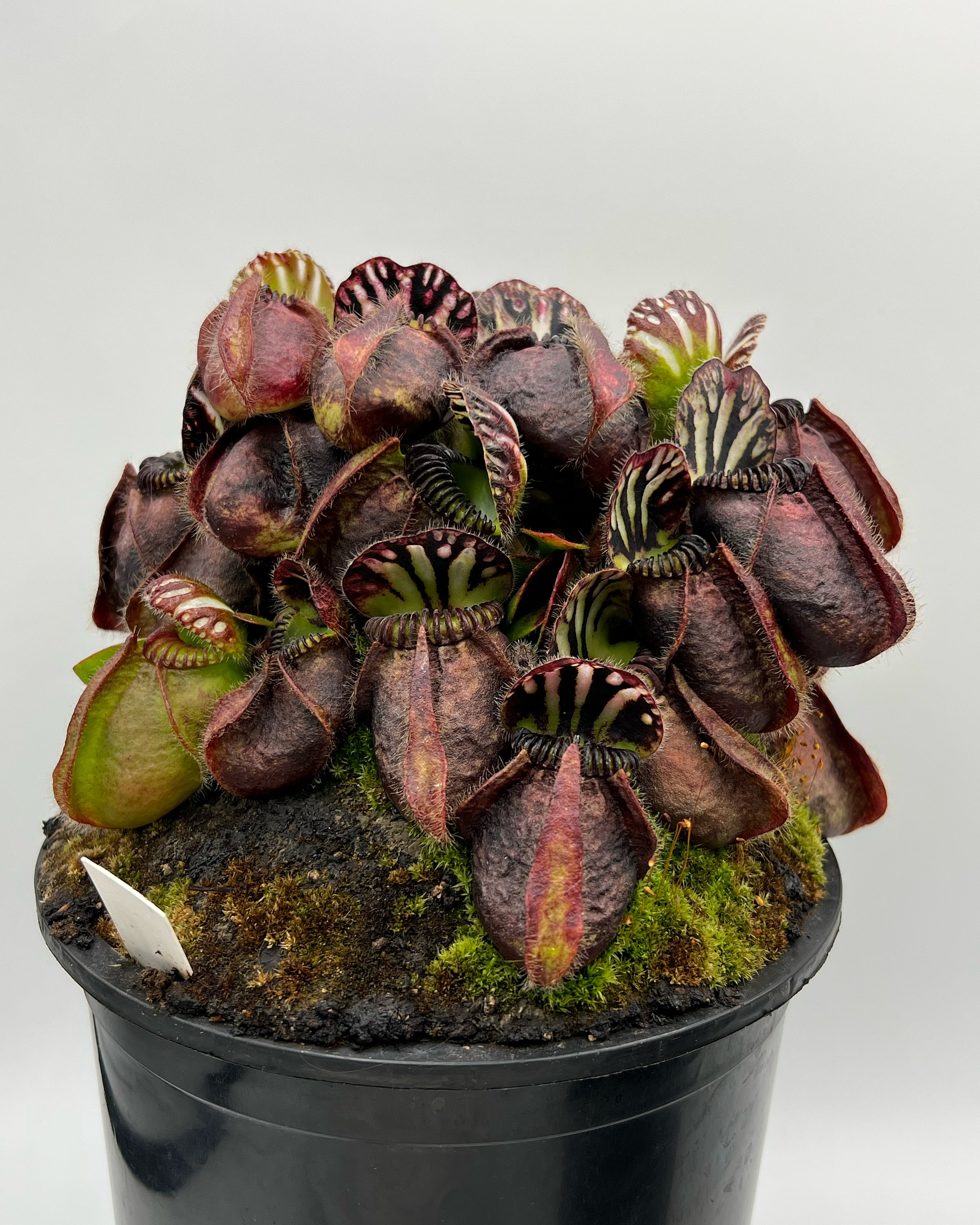 Cephalotus follicularis ”Black form” BCP ・食虫植物・観葉植物