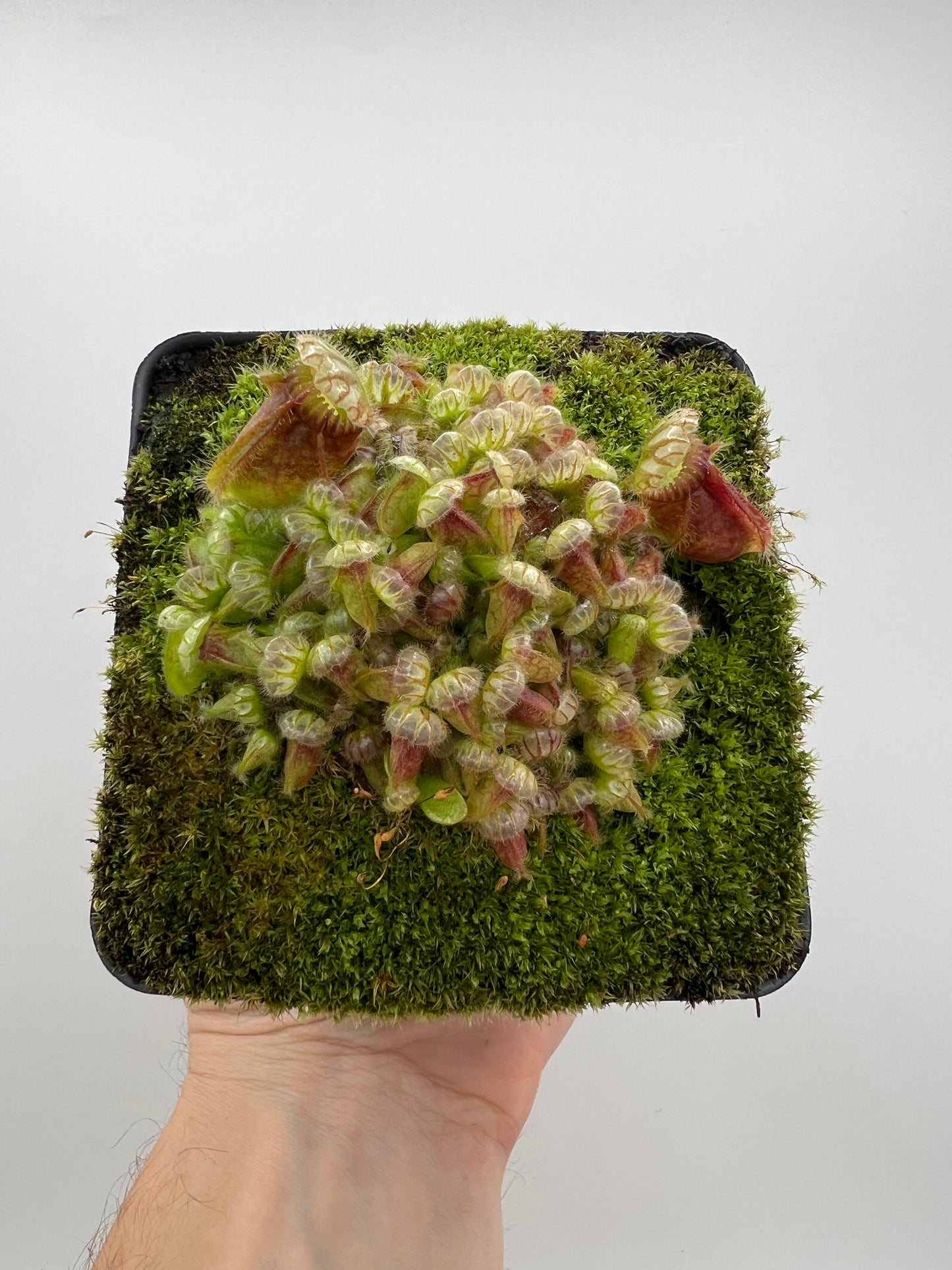 Cephalotus follicularis - Typical #23