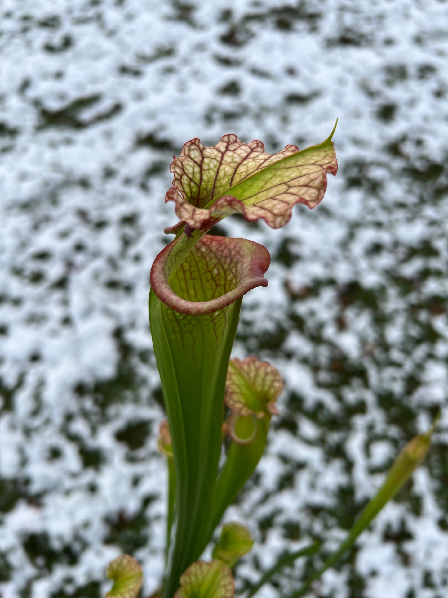 Sarracenia ‘Leah Wilkerson’ x ‘Adrian Slack’