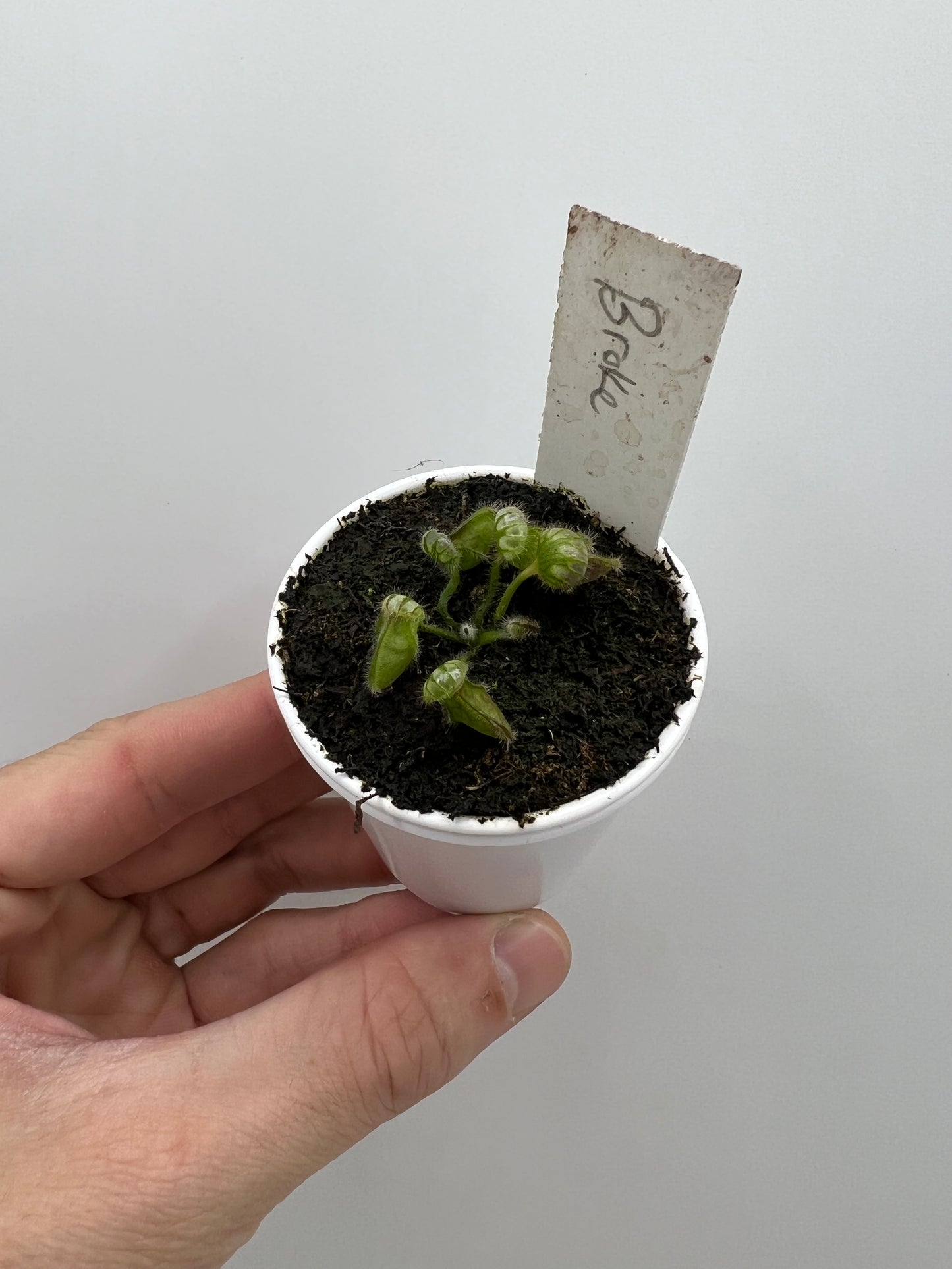 Cephalotus follicularis “Broke Inlet”