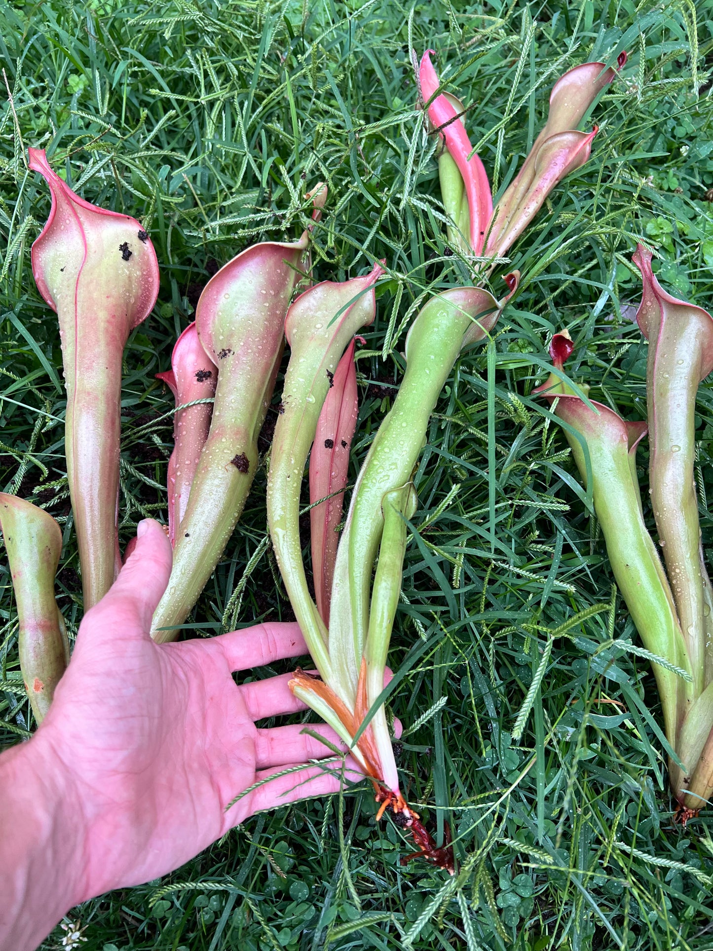Heliamphora “Godzilla” - Fresh Divisions