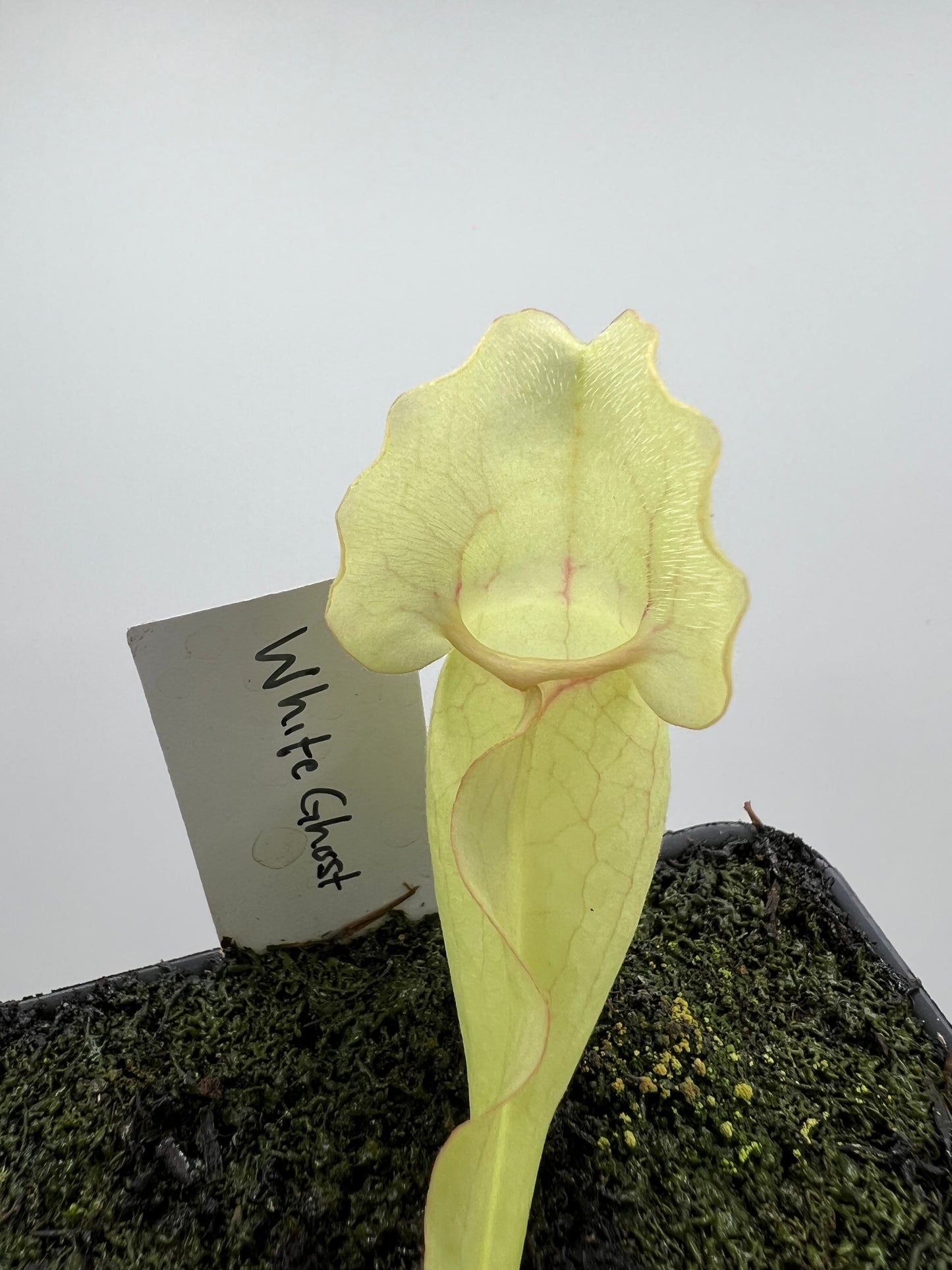 Sarracenia purpurea ssp. venosa “White Ghost” - Araflora