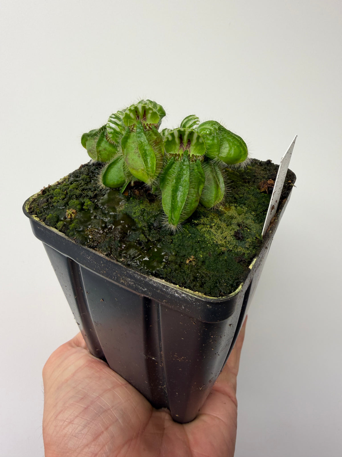 Cephalotus follicularis “Brewers Beauty” x “Brewers” #3