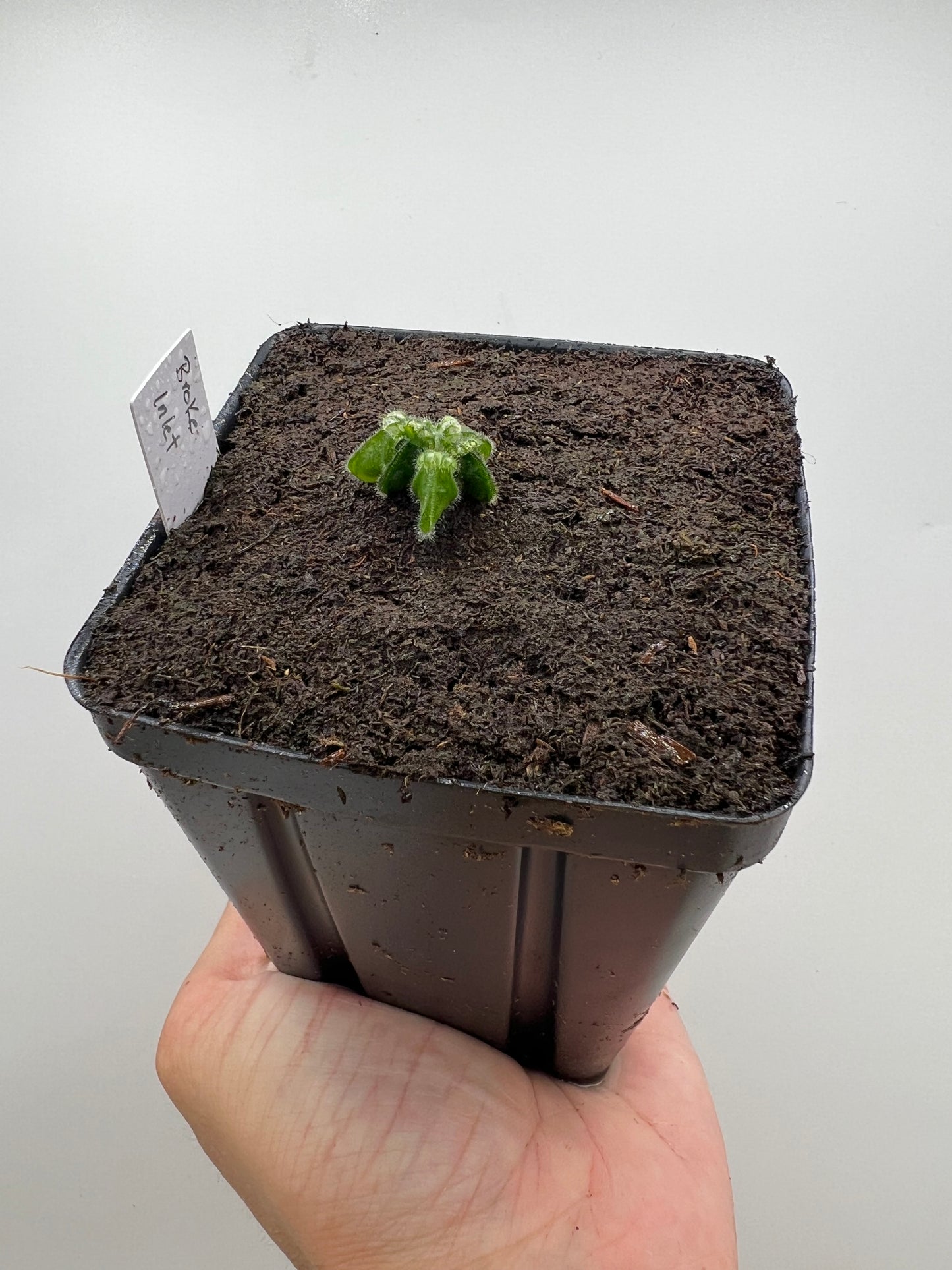 Cephalotus follicularis “Broke Inlet”