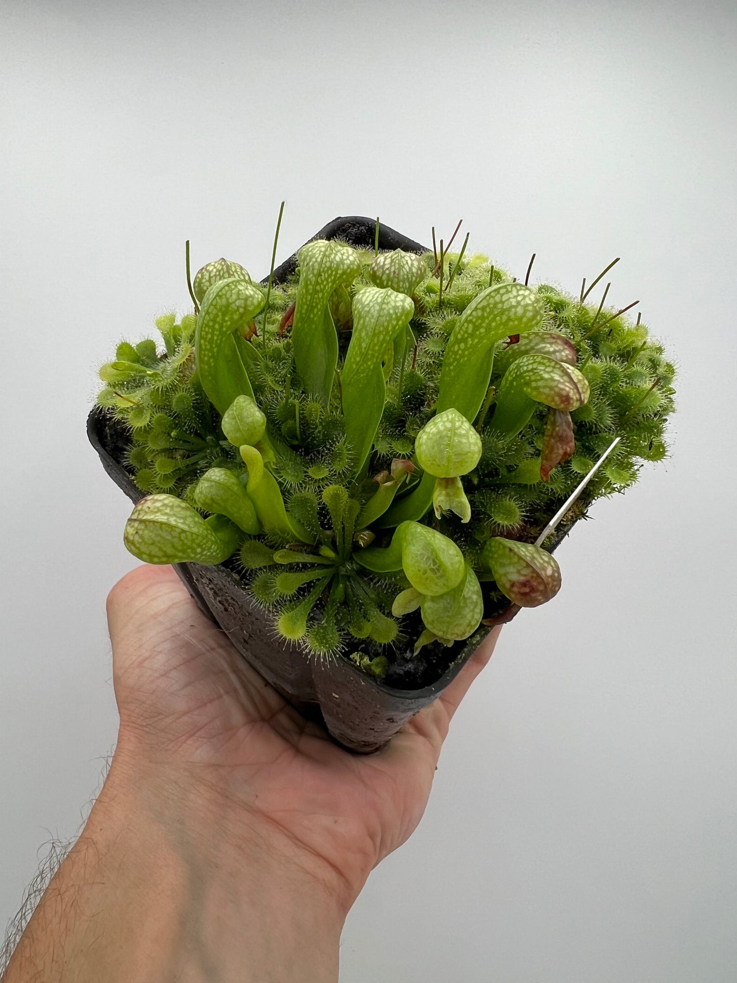 Darlingtonia californica (Cobra Pitcher Plant) - Seed Grown #200