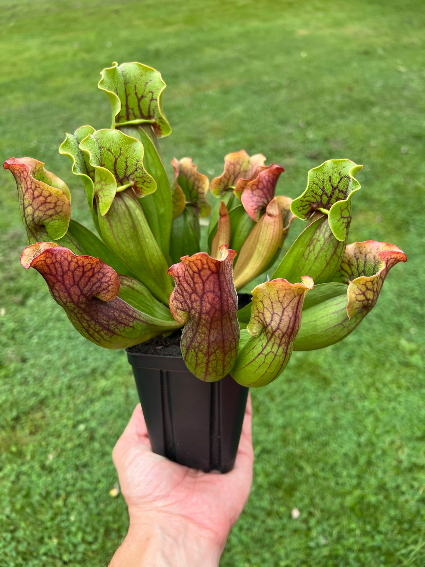 Sarracenia purpurea ssp. purpurea (Norfolk Co, MA) x (Bruce Co, Ontario Canada) - Seed Grown #19