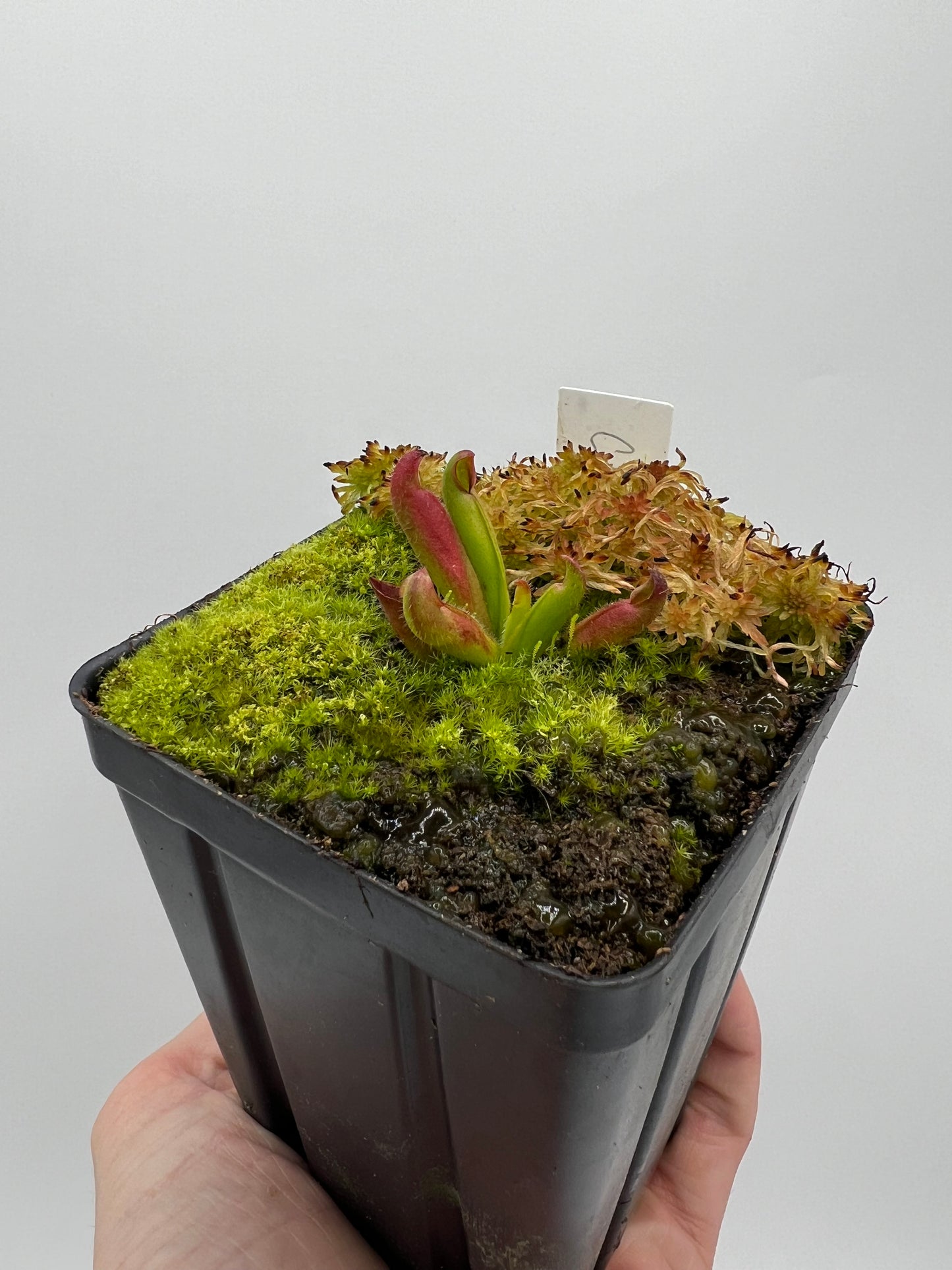 Heliamphora ciliata