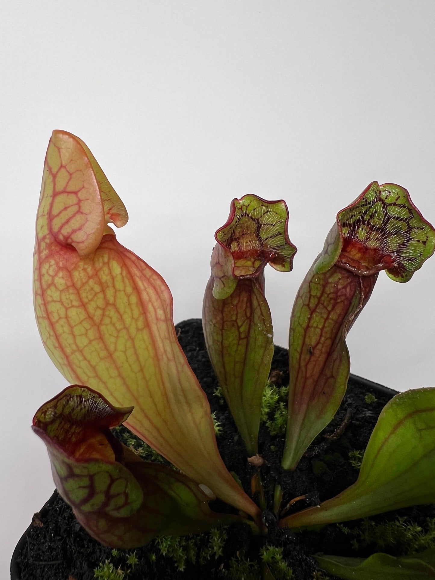 Sarracenia purpurea ssp. purpurea (Pike County, PA) - *Rare* - Seed Grown #9