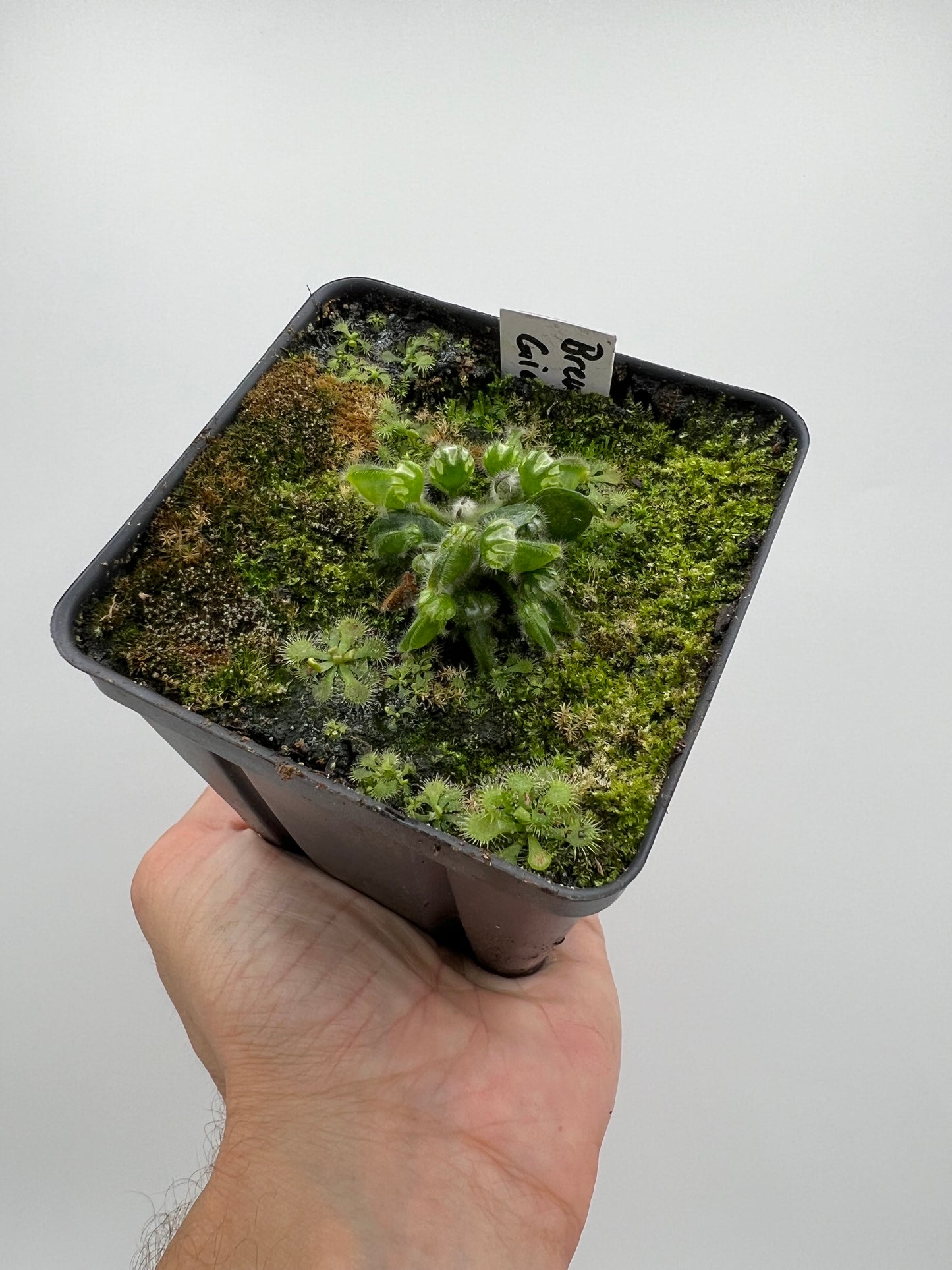 Cephalotus follicularis “Brewers Giant”