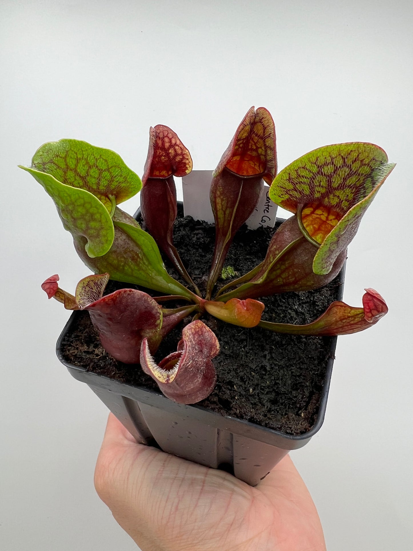 Sarracenia purpurea ssp. purpurea (Centre Co, PA) x (Ocean Co, NJ) - Seed Grown #17