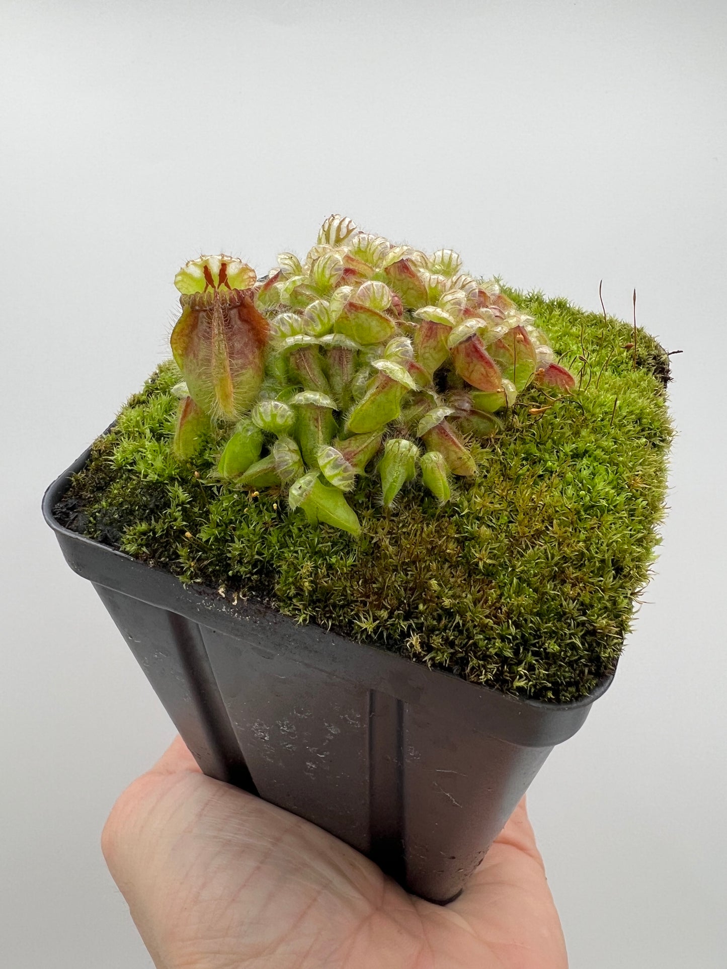 Cephalotus follicularis - Typical #23