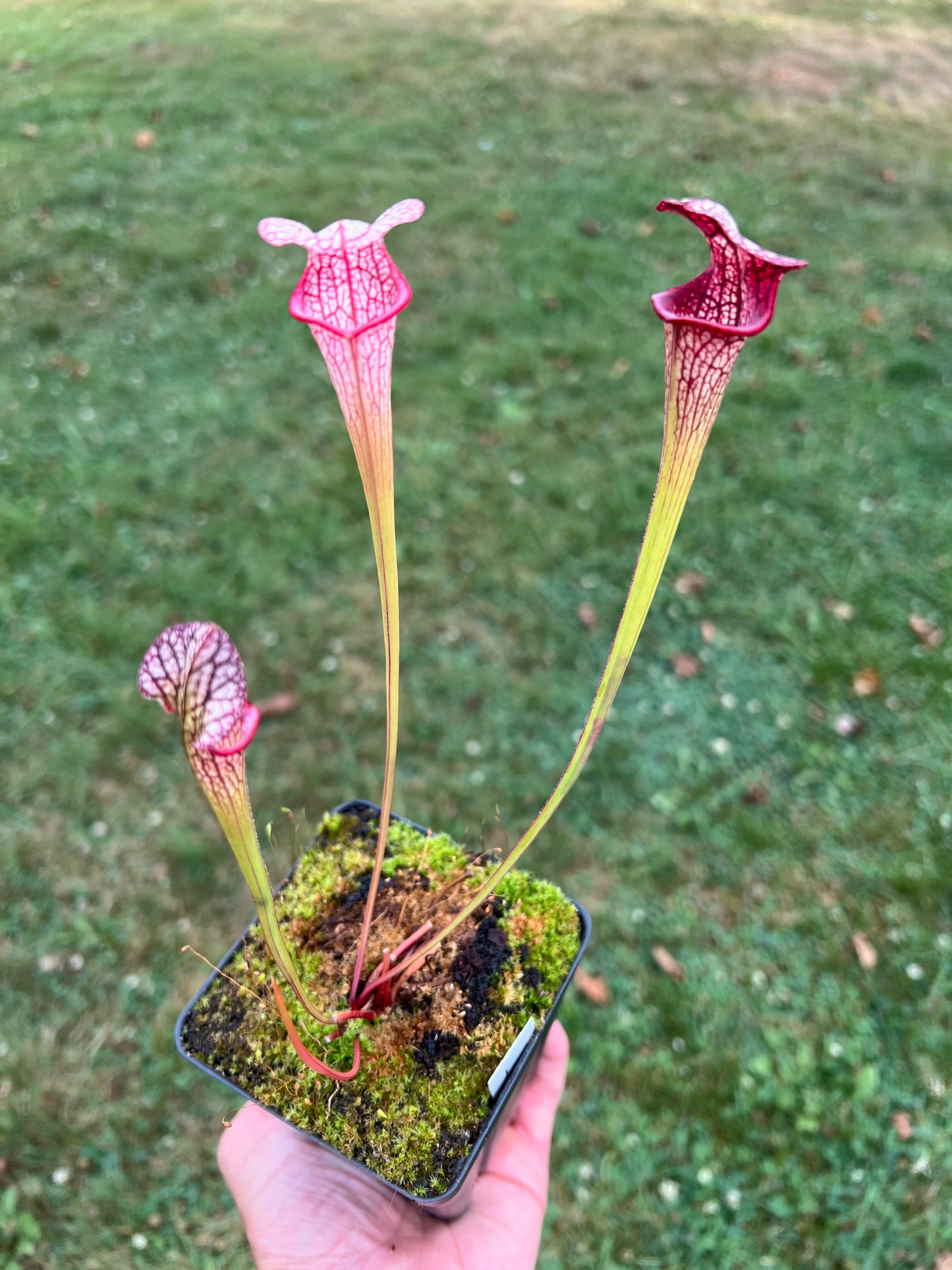 Sarracenia ‘Hot Lips’ x ‘Adrian Slack’ - Seed Grown #1