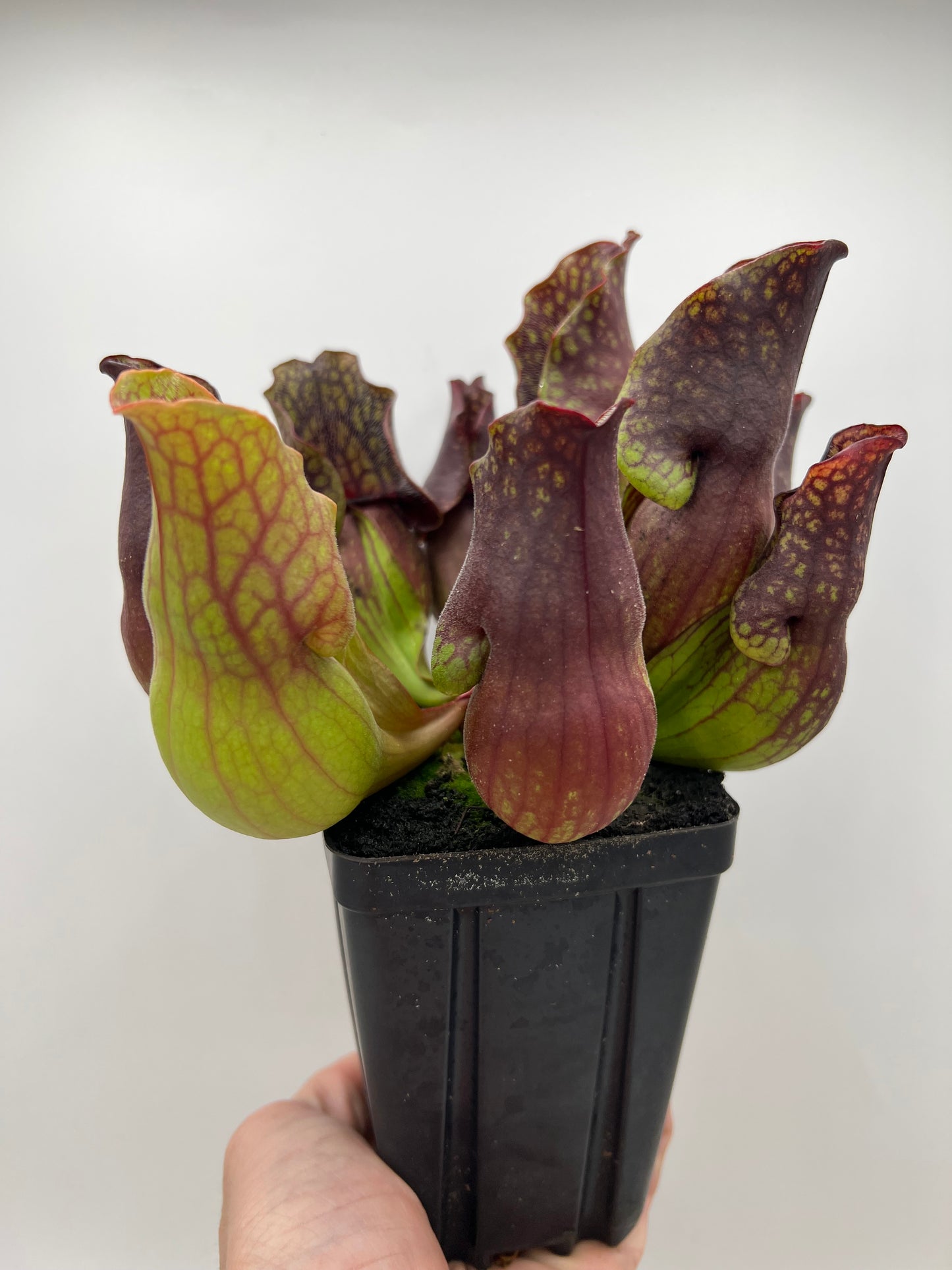 Sarracenia purpurea ssp. purpurea (Centre Co, PA) - Seed Grown #110