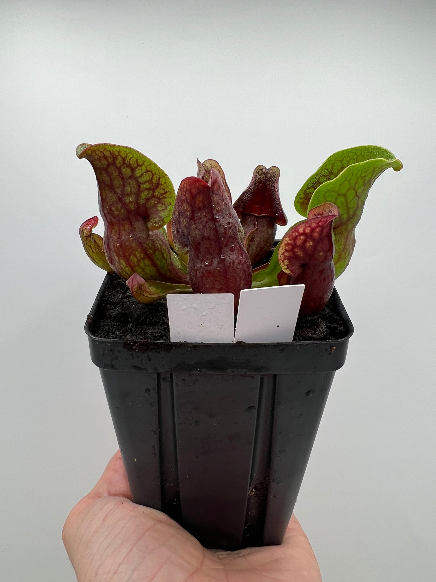 Sarracenia purpurea ssp. purpurea (Centre Co, PA) x (Ocean Co, NJ) - Seed Grown #17
