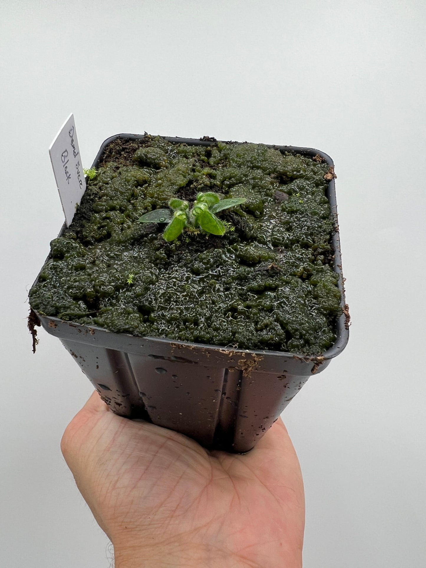 Cephalotus follicularis “David Švarc Black”
