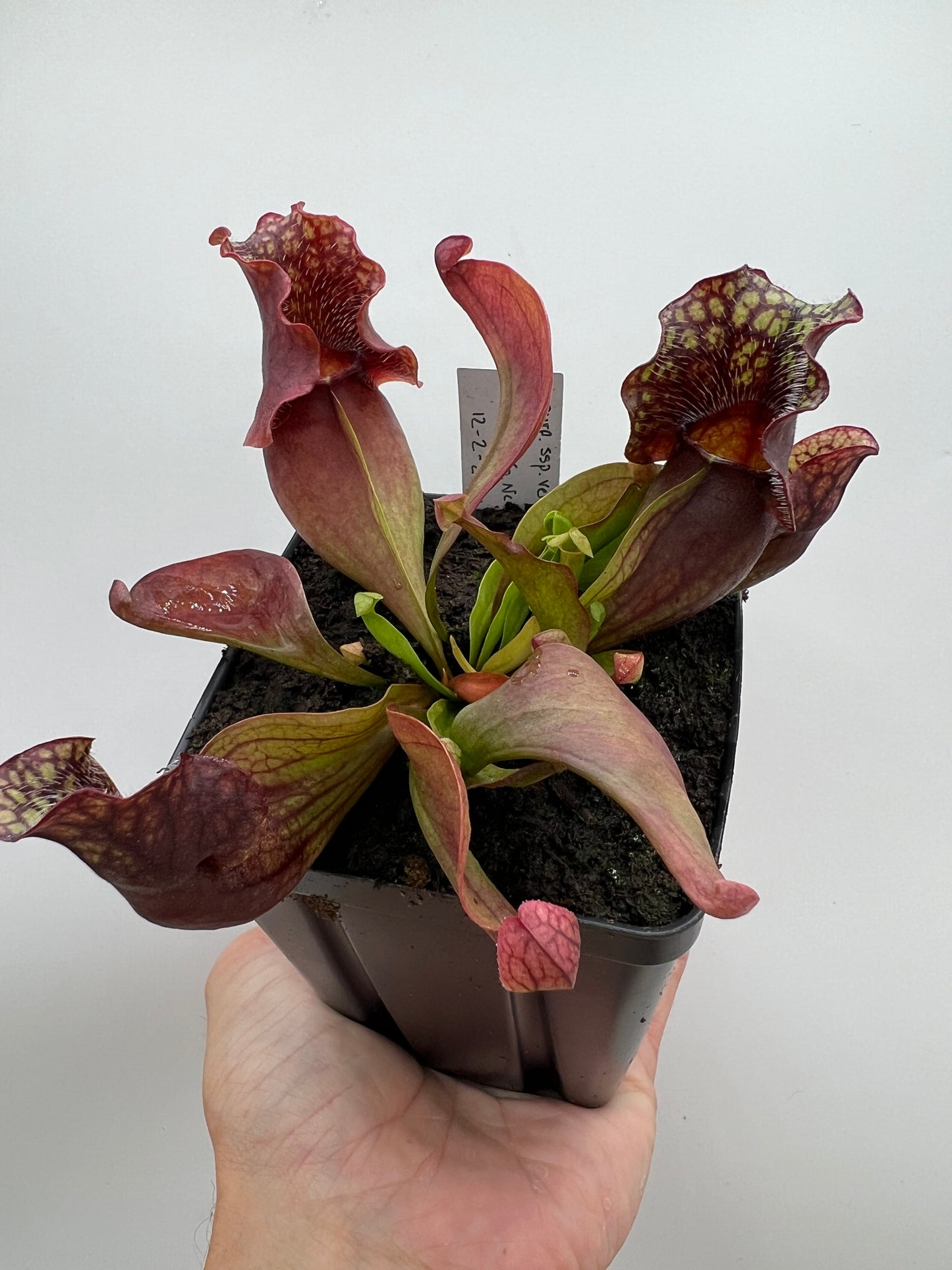 Sarracenia purpurea ssp. venosa (Brunswick Co, NC x Carteret Co, NC) - Seed Grown #1
