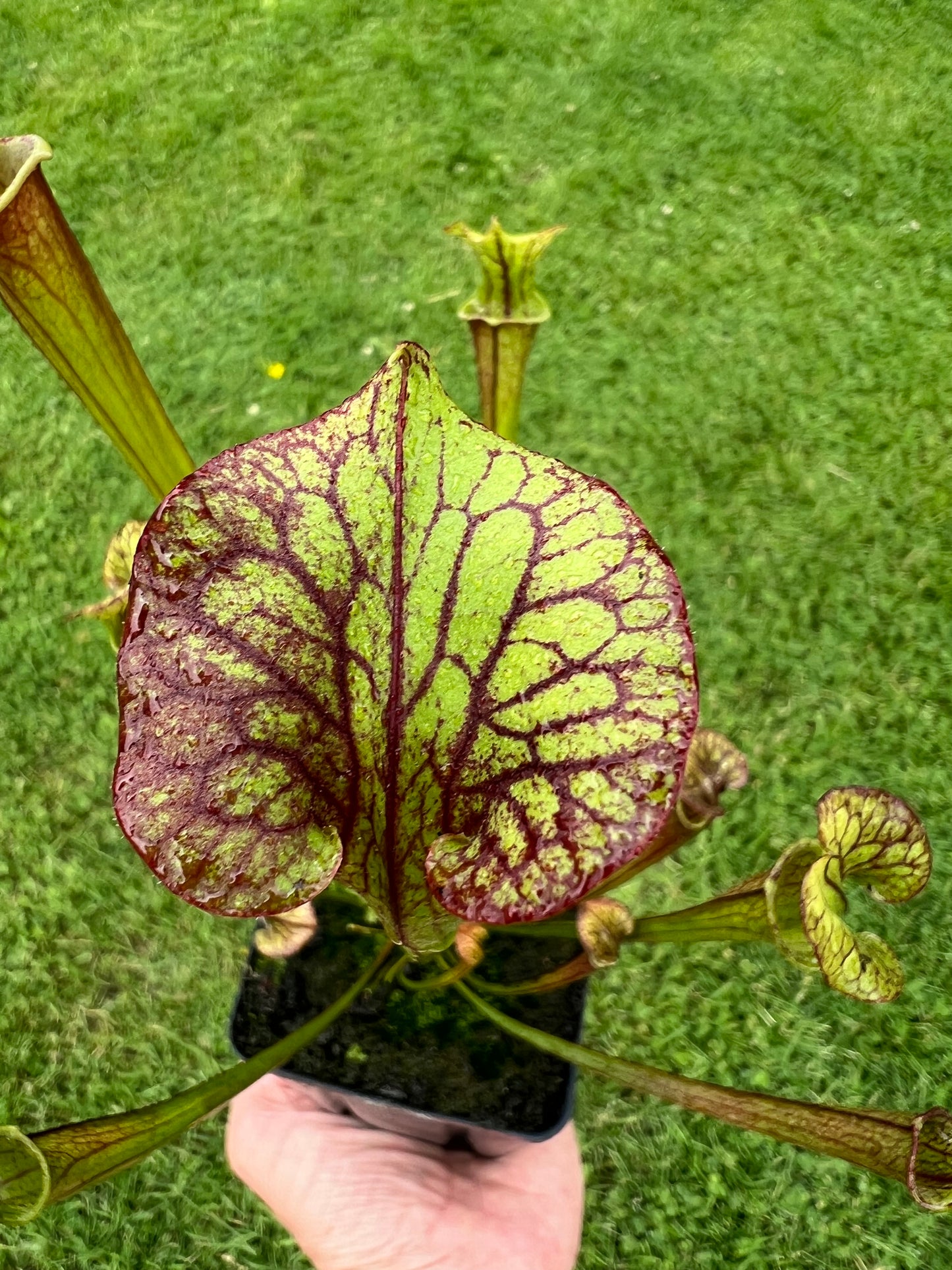 Sarracenia flava var. rubricorpora x “Strawberry Milkshake” - Seed Grown #4