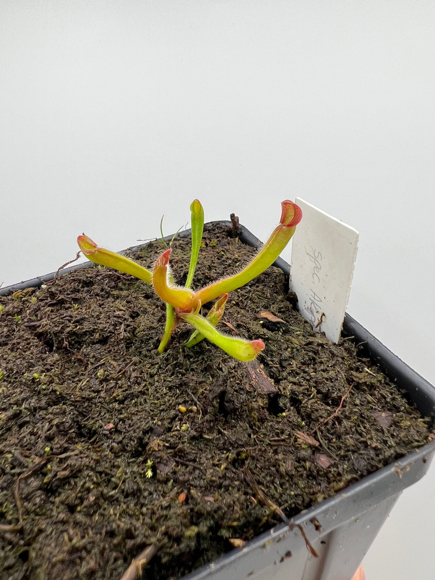 Heliamphora spec. Akopan x (heterodoxa x ionasi) - LC