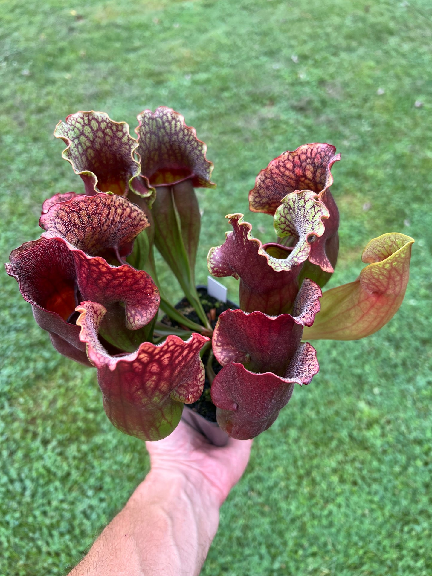 Sarracenia purpurea ssp. purpurea “Special” #7