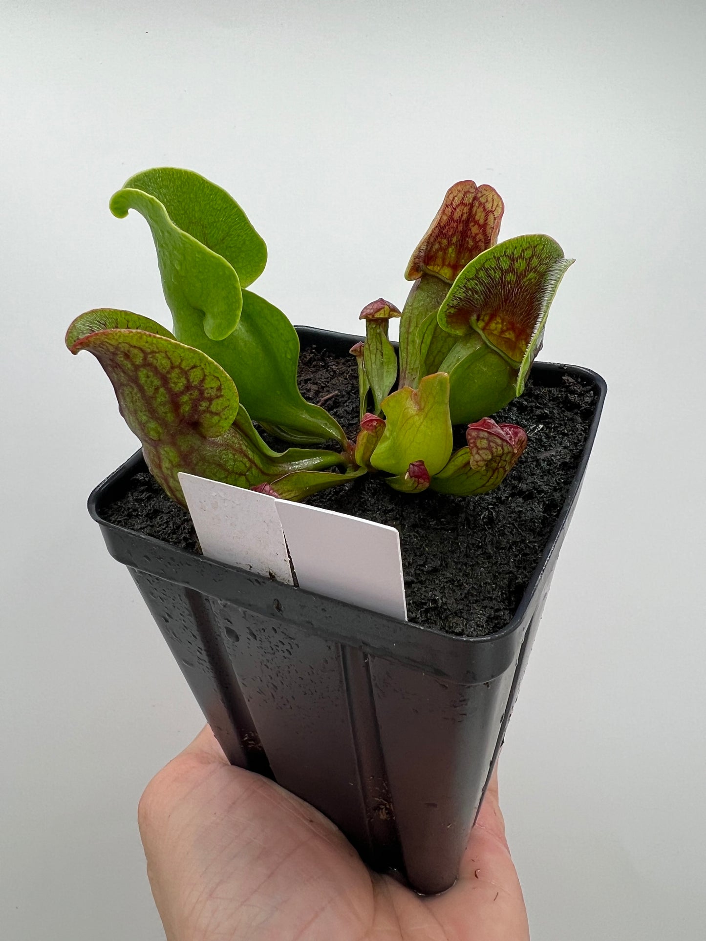 Sarracenia purpurea ssp. purpurea (Centre Co, PA) x (Ocean Co, NJ) - Seed Grown #16