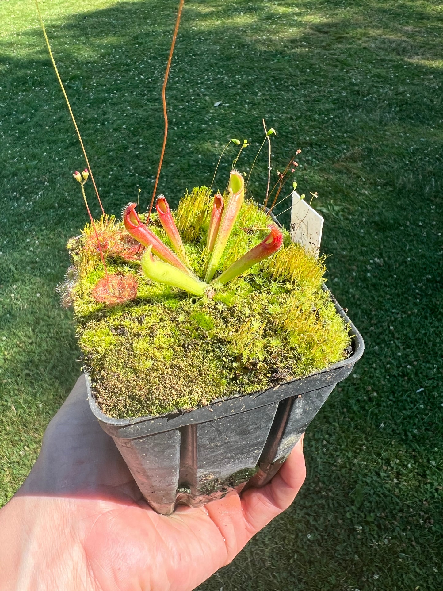 Heliamphora tatei (Cerro Duida) - juvenile