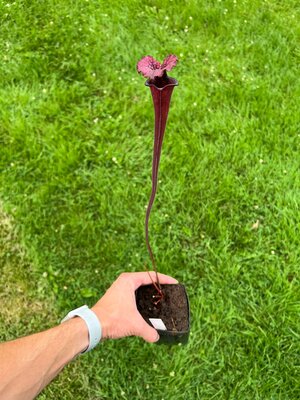 Sarracenia “Hawaiian Ice” x ‘Adrian Slack’