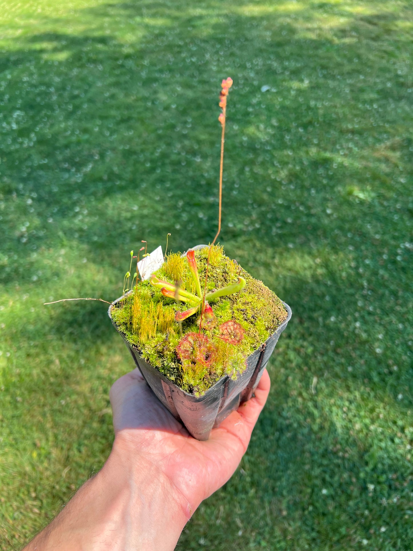 Heliamphora tatei (Cerro Duida) - juvenile