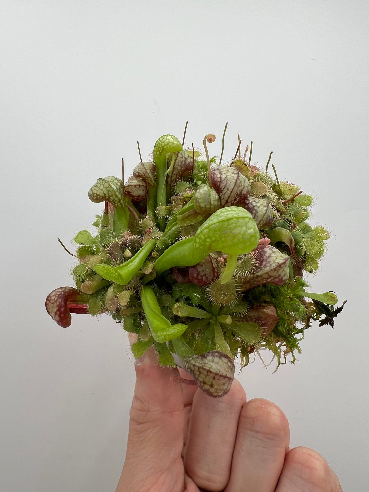 Darlingtonia californica (Cobra Pitcher Plant) - Seed Grown #172