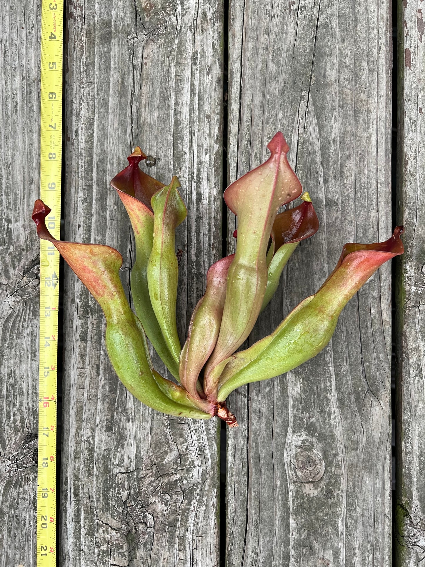 Heliamphora “Nutans Giant”