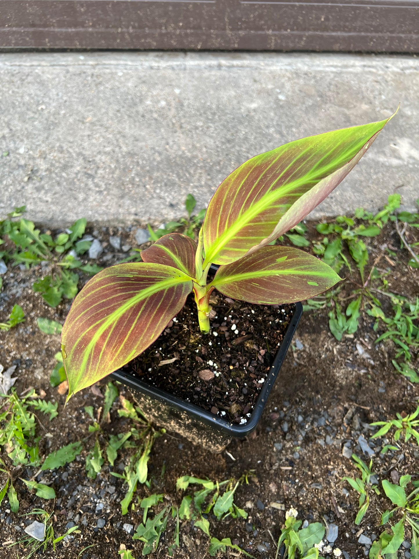 Musa ‘Siam Ruby’