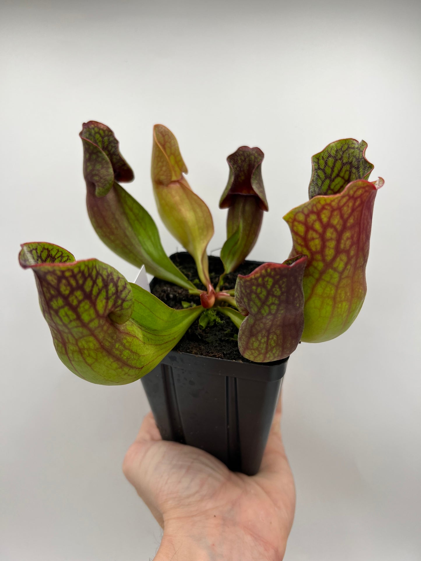 Sarracenia purpurea ssp. purpurea (Centre Co, PA) - Seed Grown #83