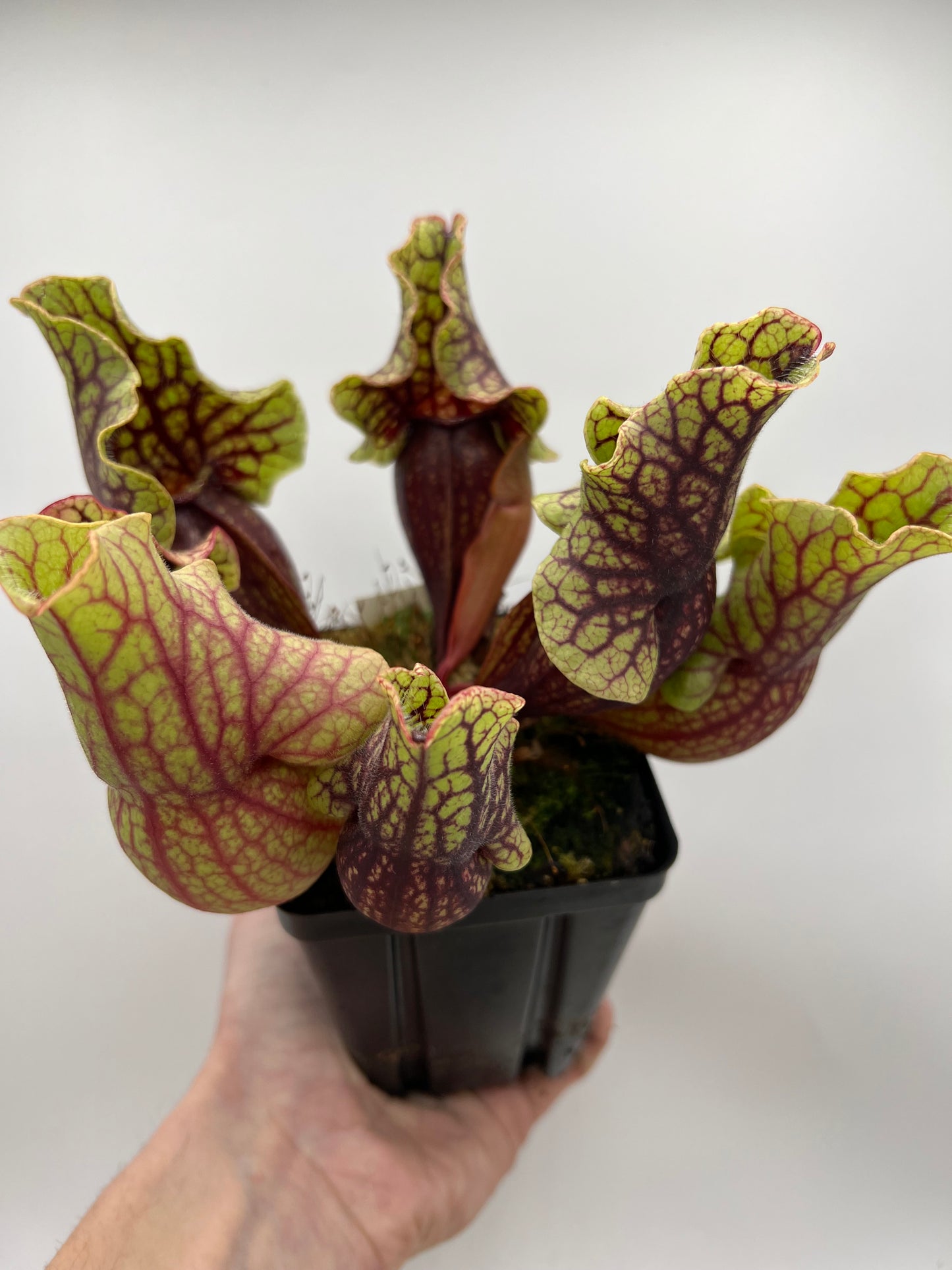 Sarracenia purpurea ssp. venosa “Little Carnivores” - Seed Grown #27