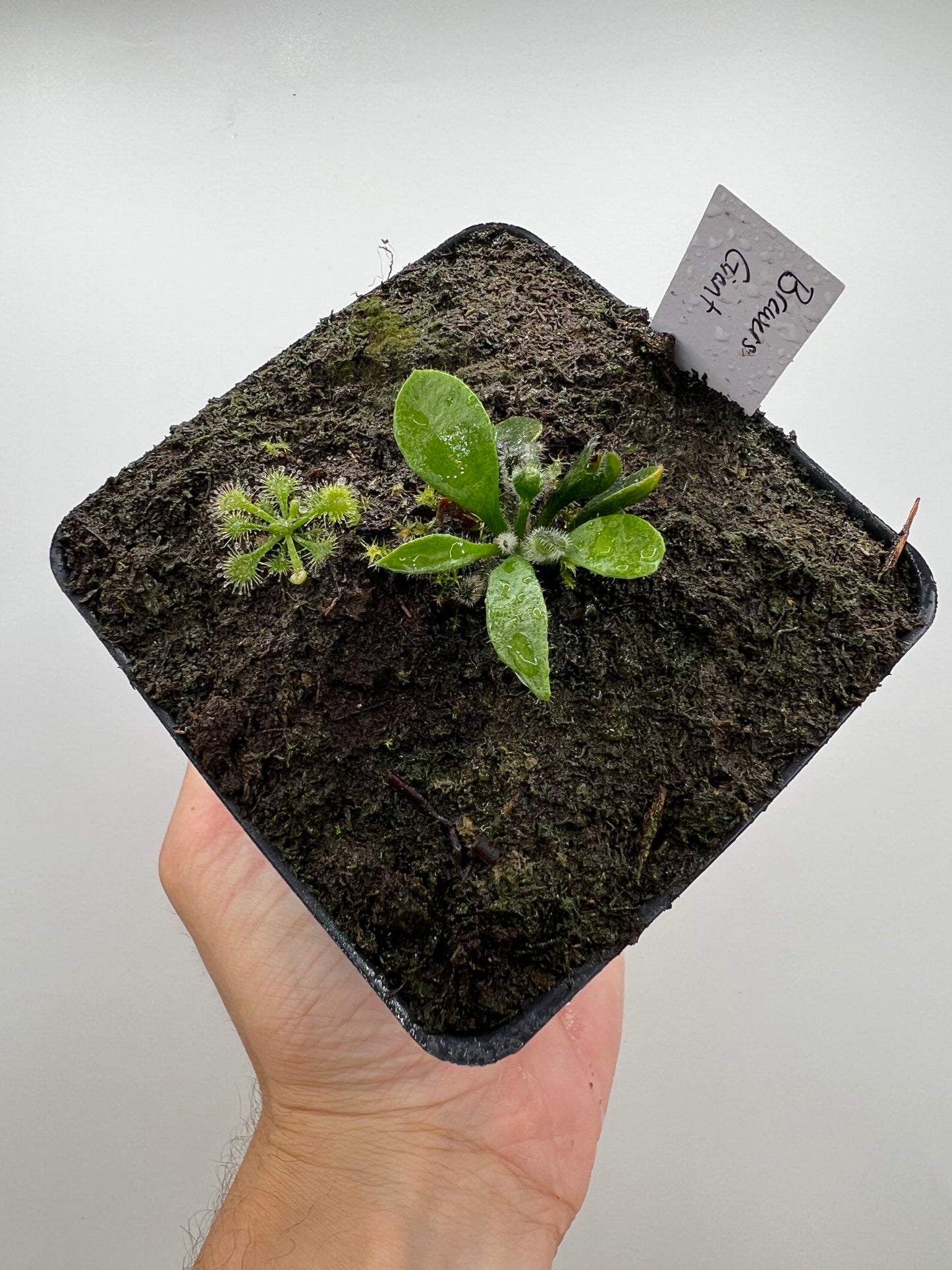 Cephalotus follicularis “Brewers Giant”