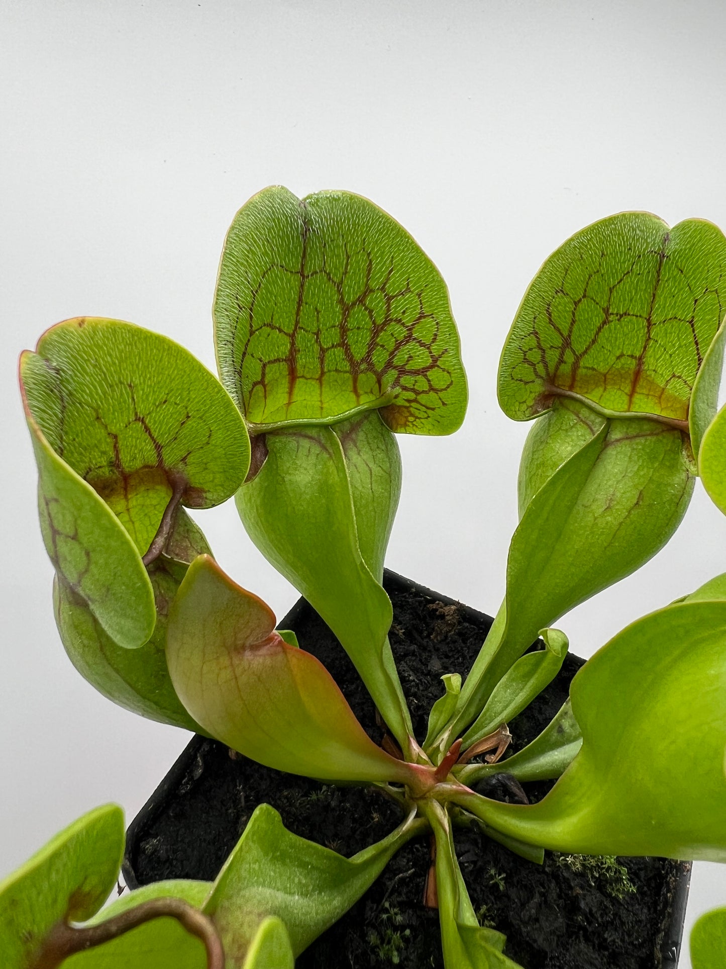 Sarracenia purpurea ssp. purpurea (Centre Co, PA) - Seed Grown #94