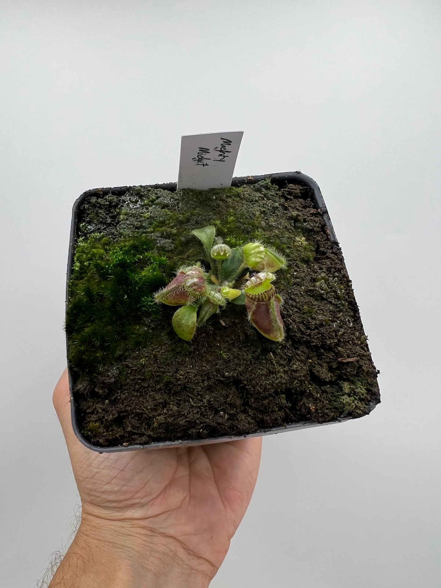 Cephalotus follicularis “Mighty Midget” - *Rare*