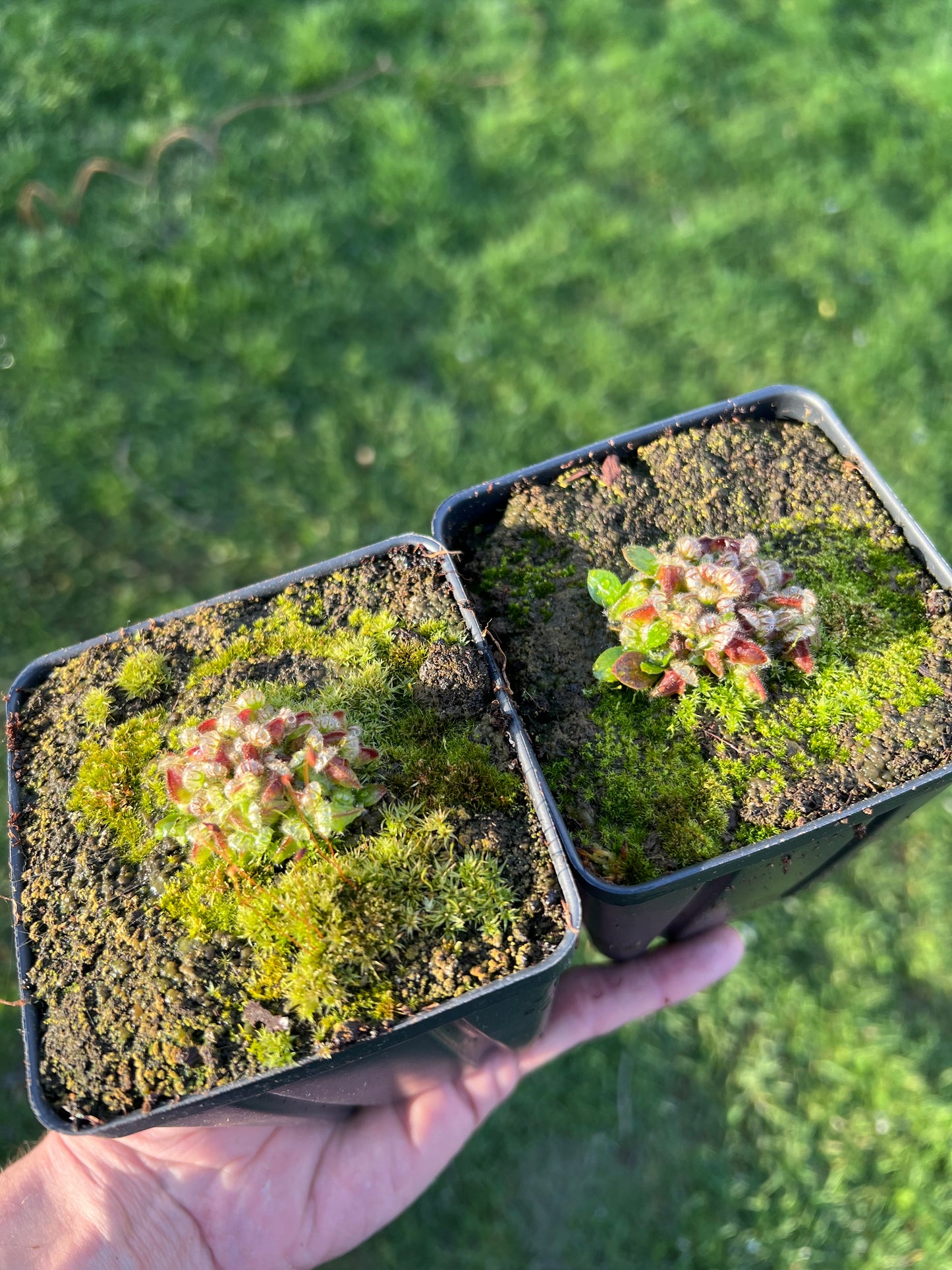 Cephalotus follicularis - Typical, Potted