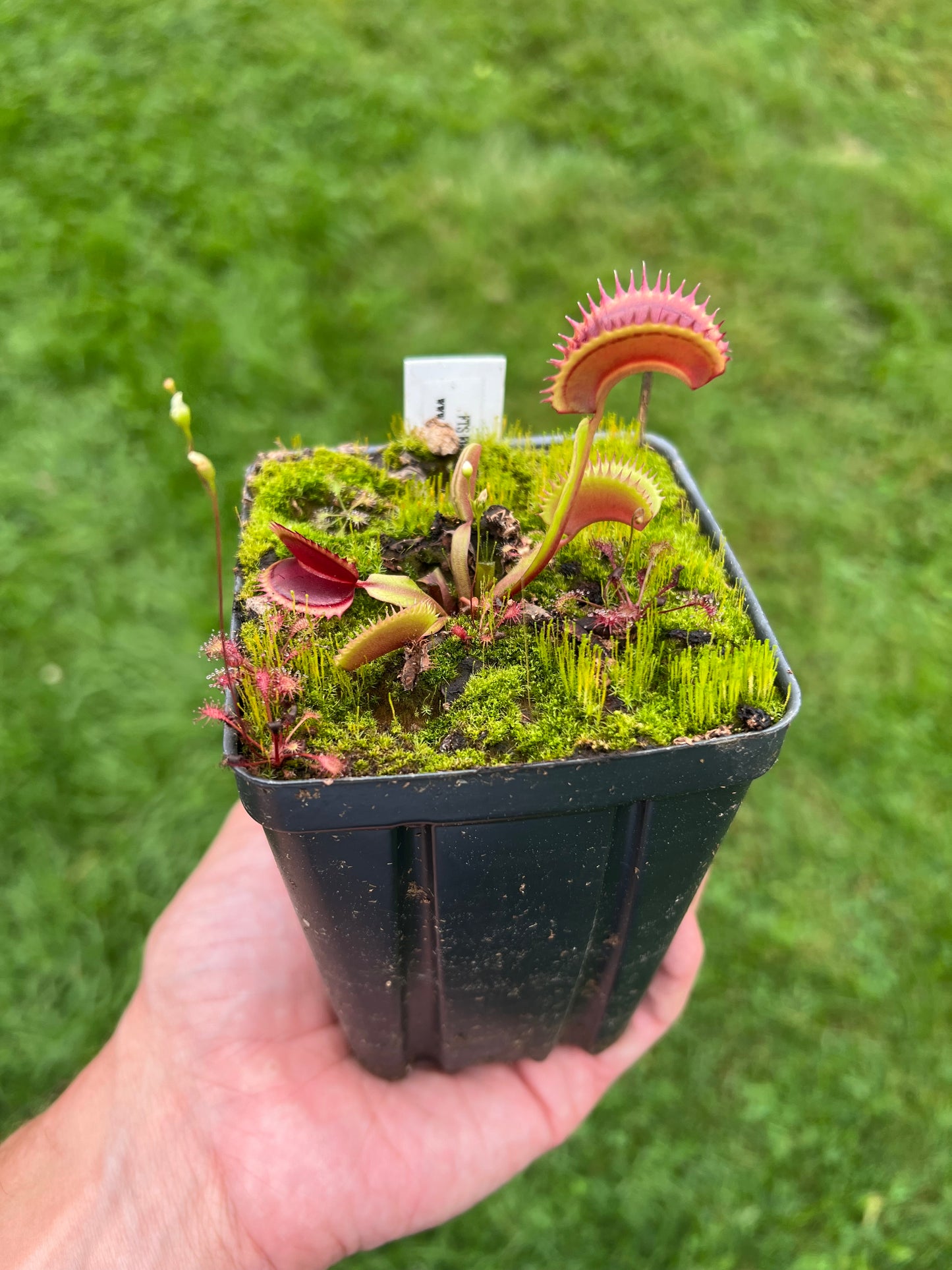 Dionaea muscipula ‘FTS Flaming Lips’