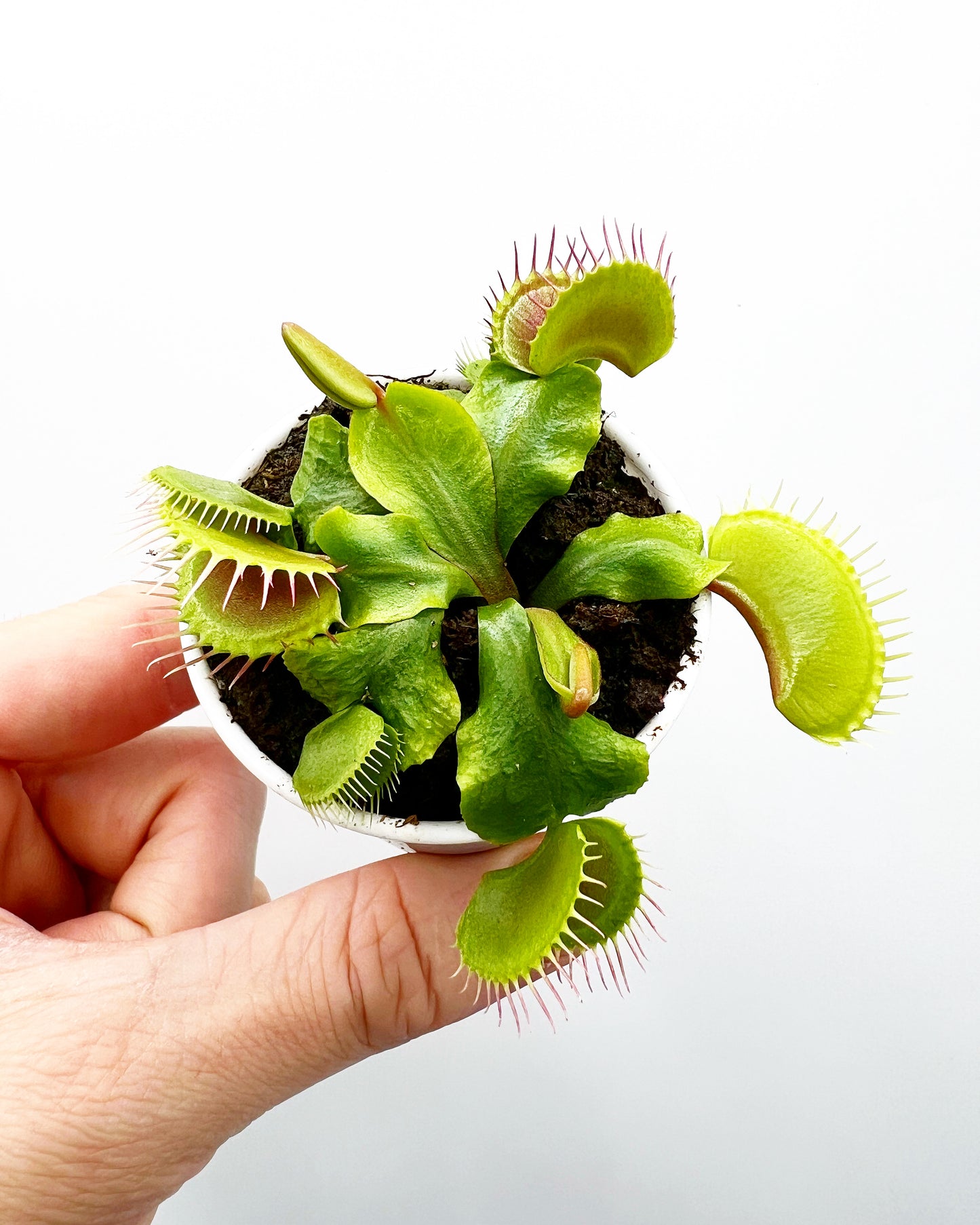 Dionaea muscipula (Venus flytrap) - Typical, Seed Grown