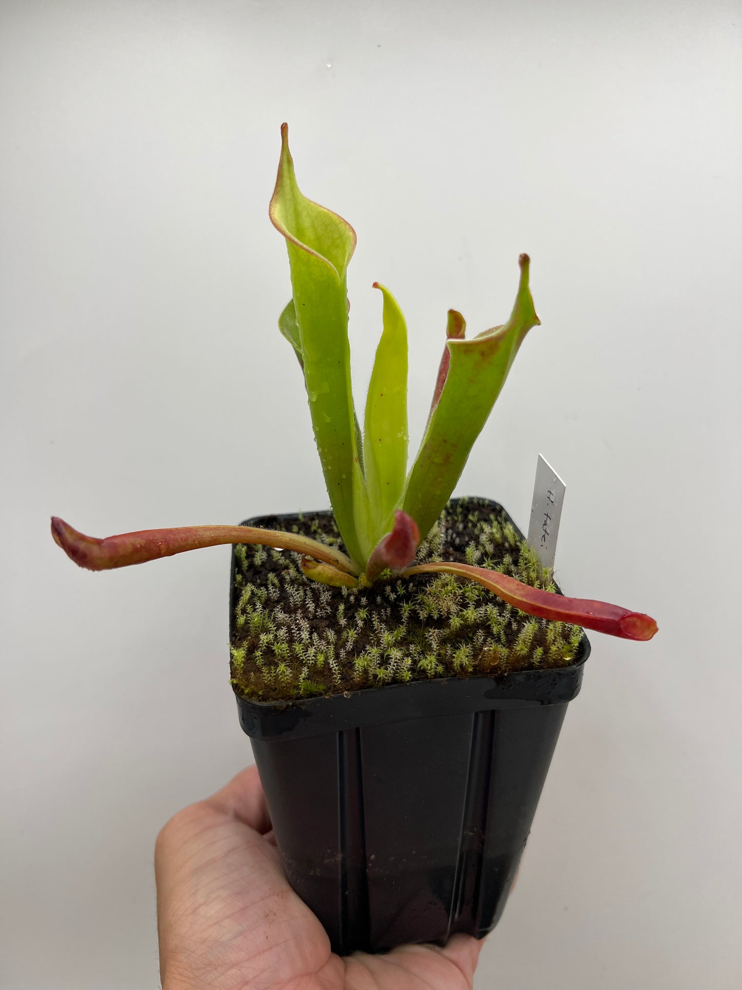 Heliamphora tatei (Cerro Duida)