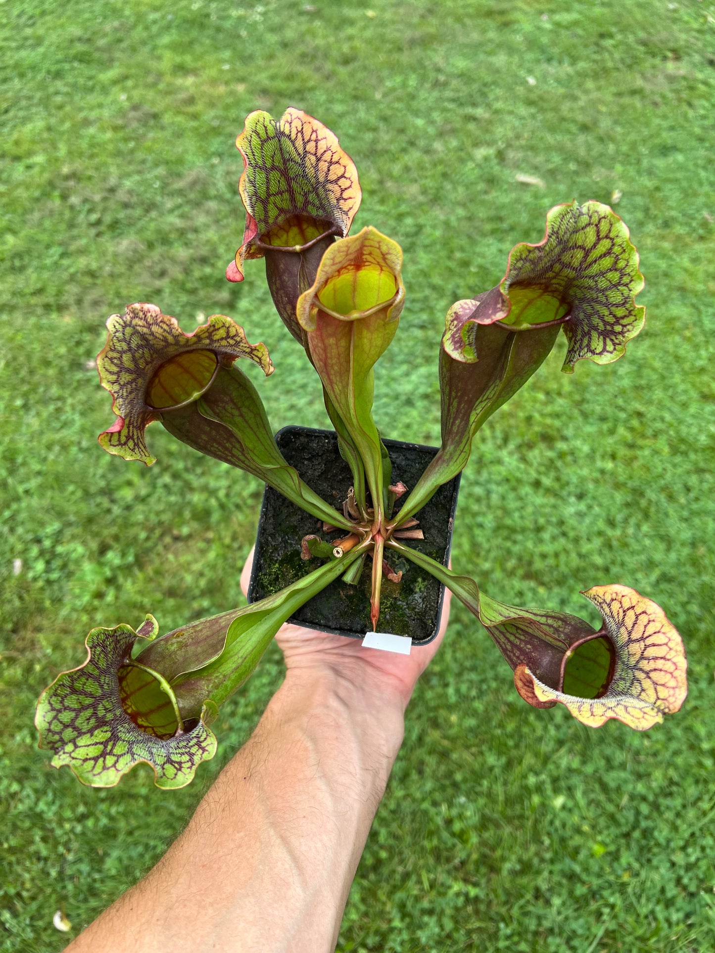 Sarracenia purpurea ssp. purpurea “Special” #10