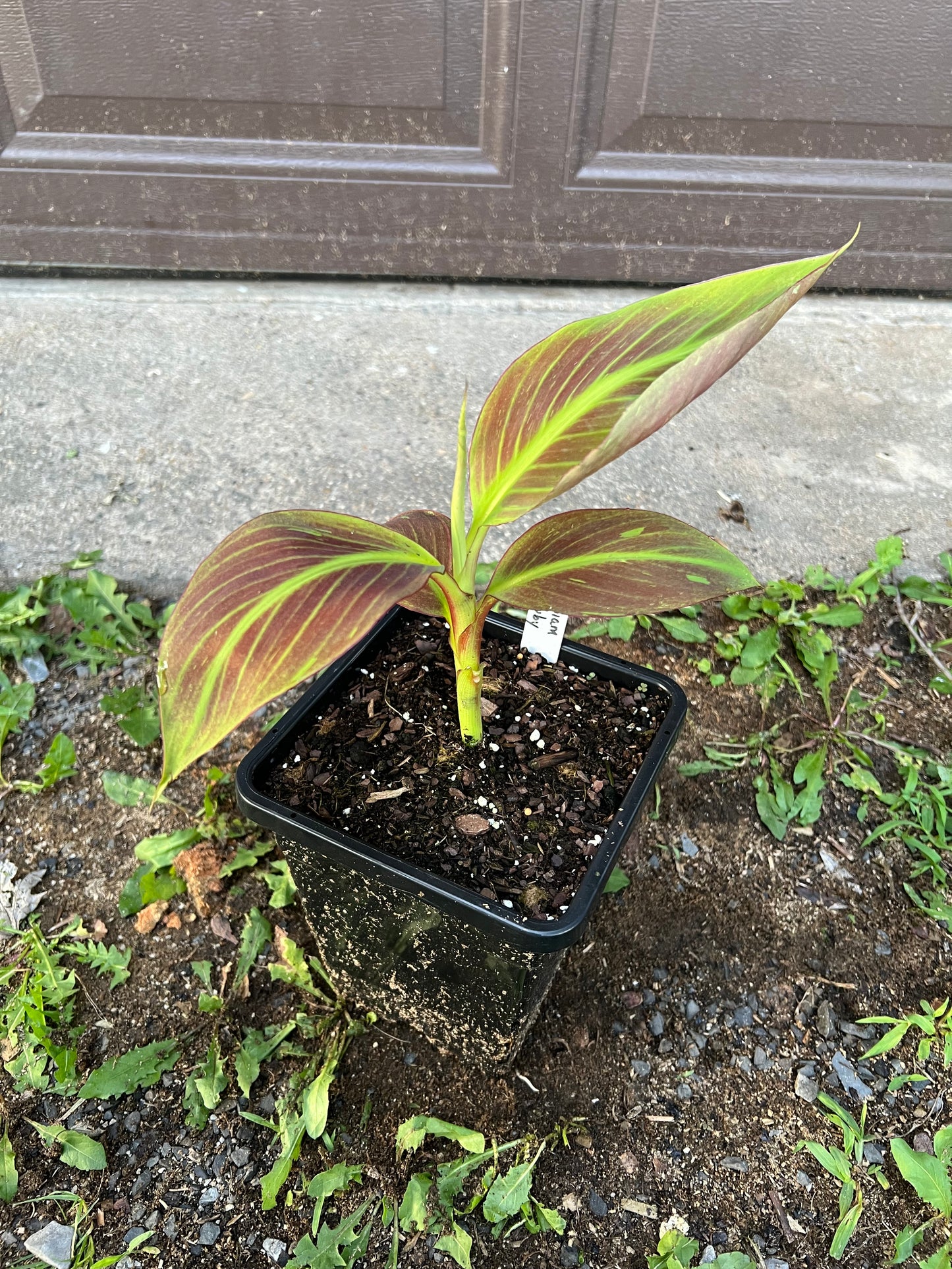 Musa ‘Siam Ruby’