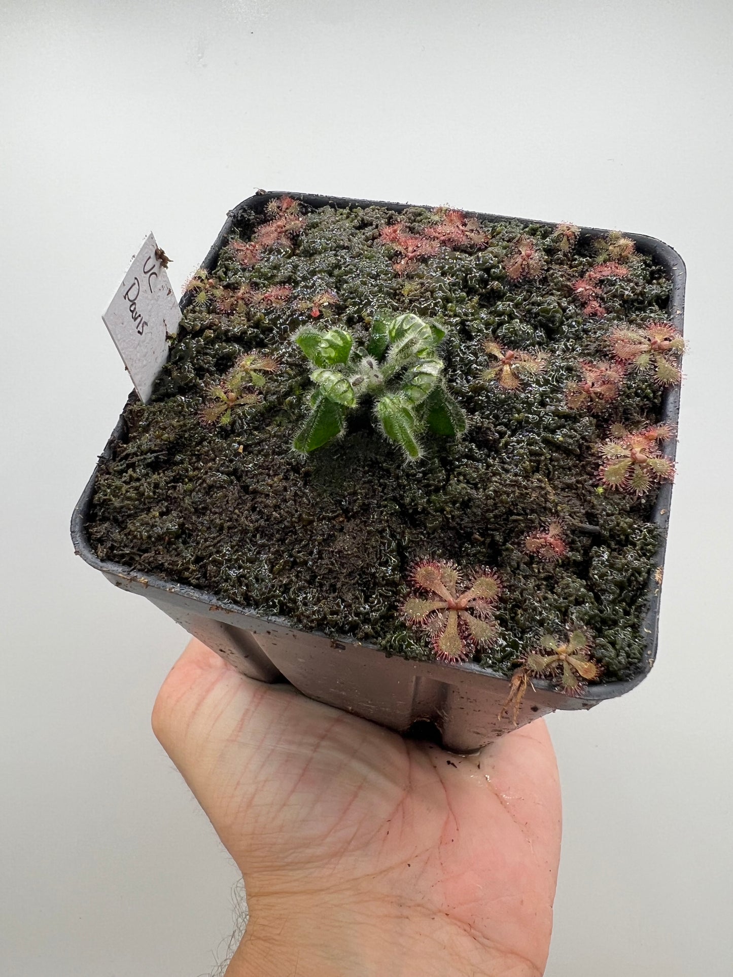 Cephalotus follicularis “UC Davis”