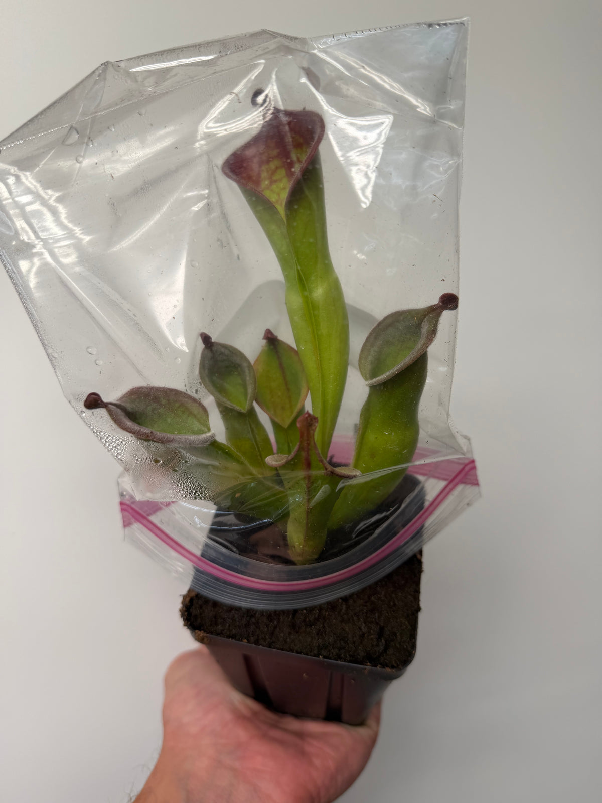 Heliamphora (tatei x folliculata) x macdonaldae #1 52624 SGLC - Potted Division