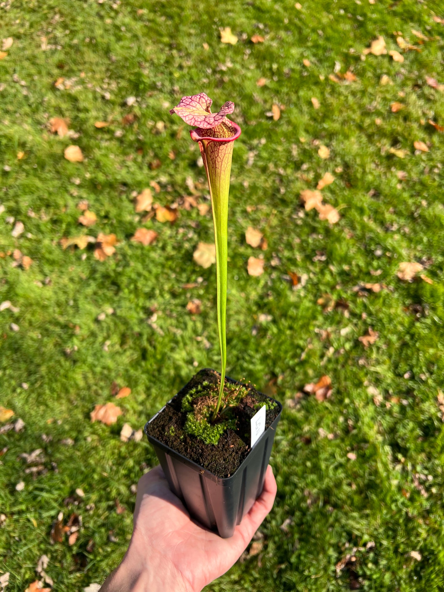 Sarracenia ‘Hot Lips’ x ‘Adrian Slack’ - Seed Grown (LC)