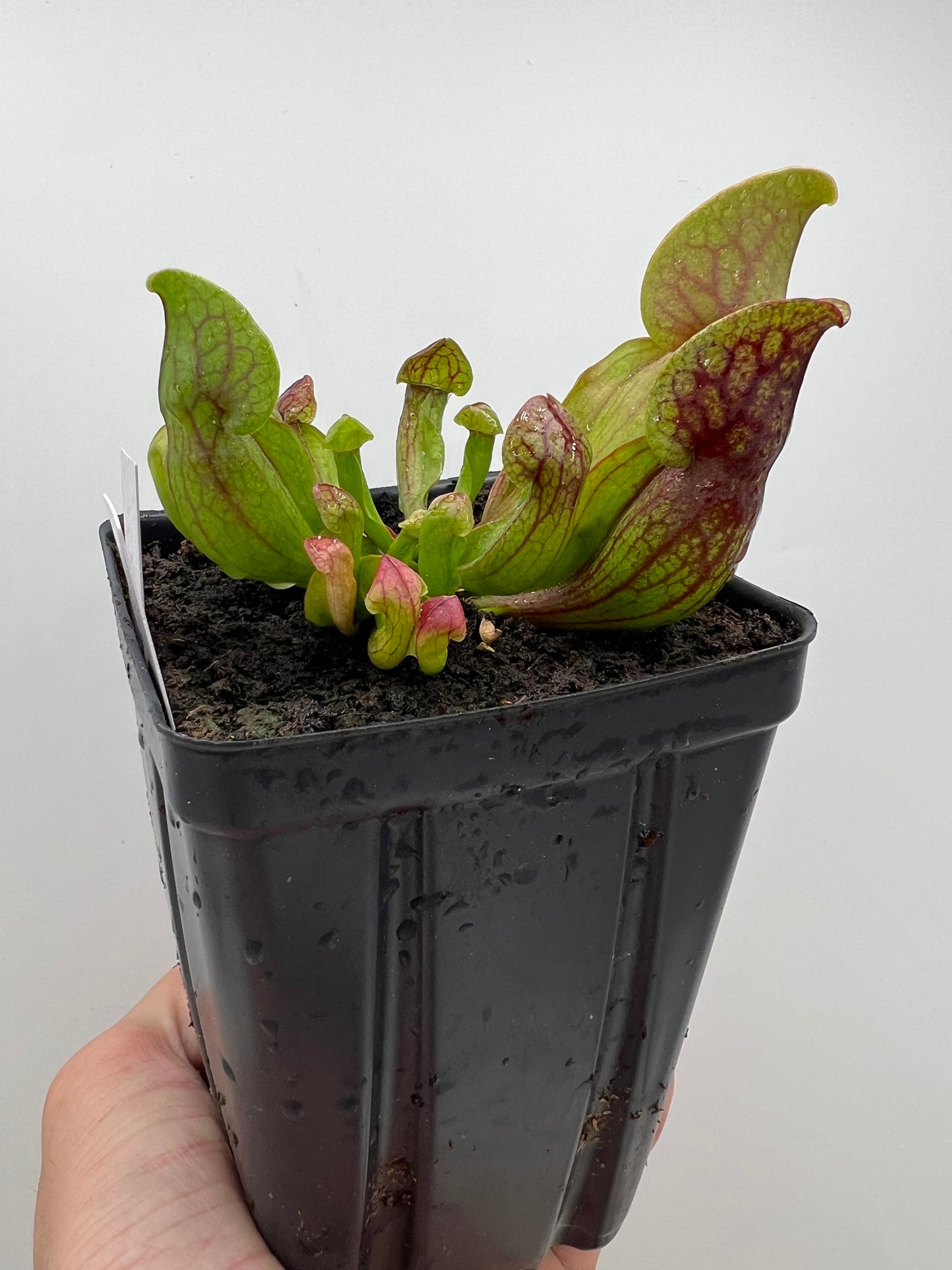Sarracenia purpurea ssp. purpurea (Centre Co, PA) x (Ocean Co, NJ) - Seed Grown #20