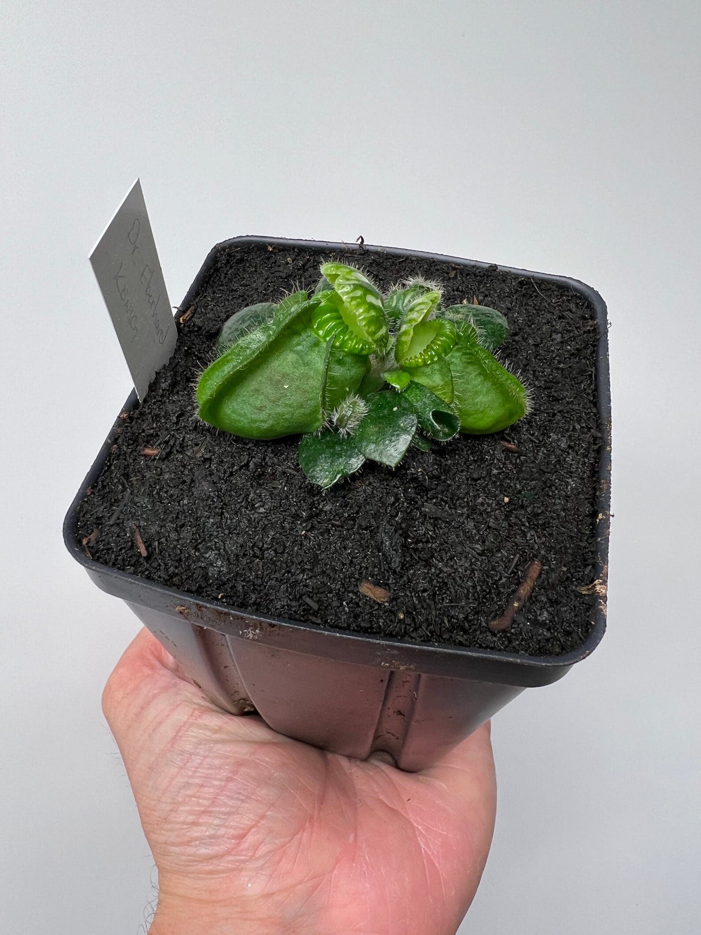 Cephalotus follicularis “Dr. Eberhard König”