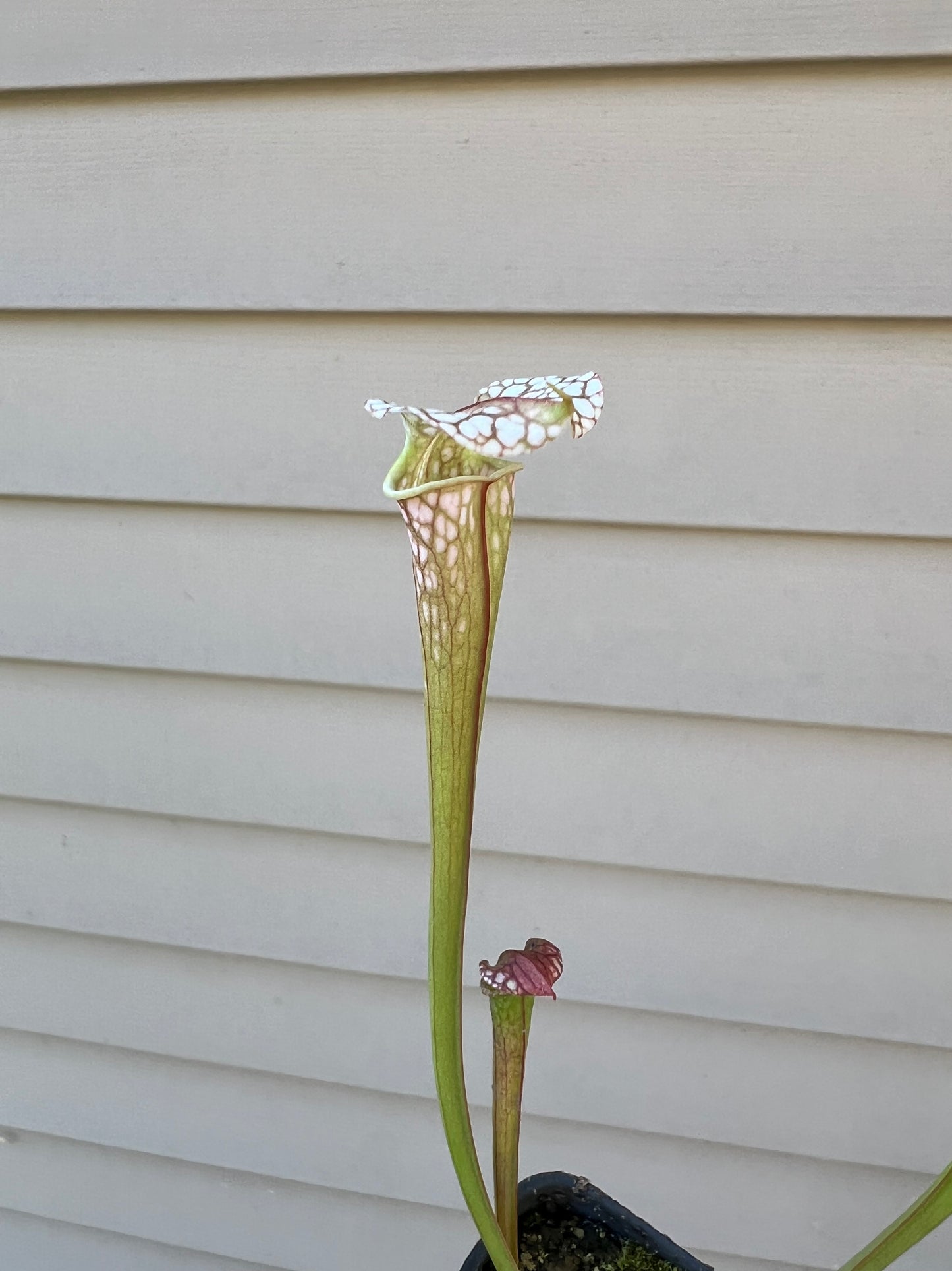 Sarracenia “Strawberry Milkshake” x ‘Adrian Slack’ - Seed Grown #1