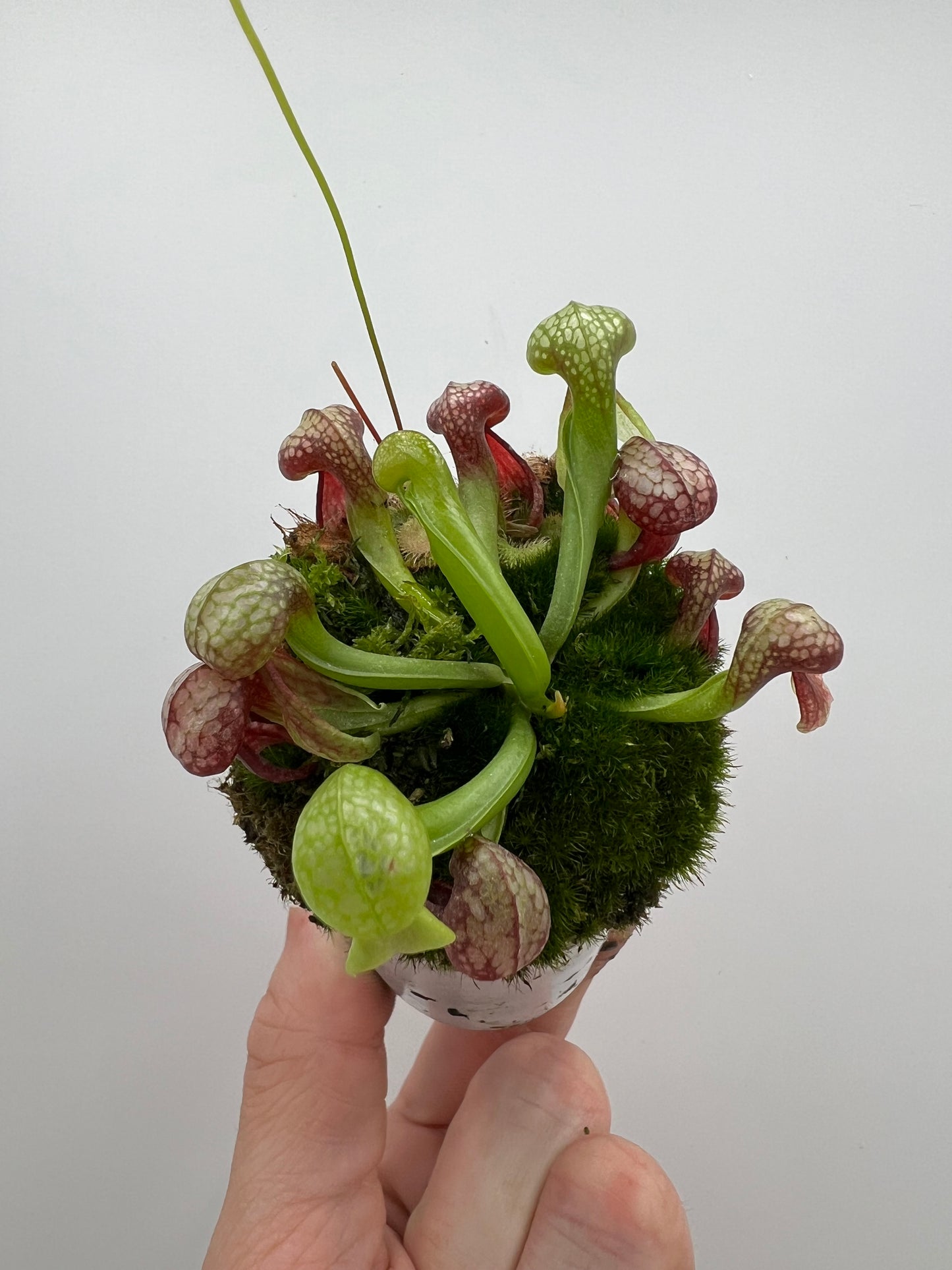Darlingtonia californica (Cobra Pitcher Plant) - Seed Grown #171