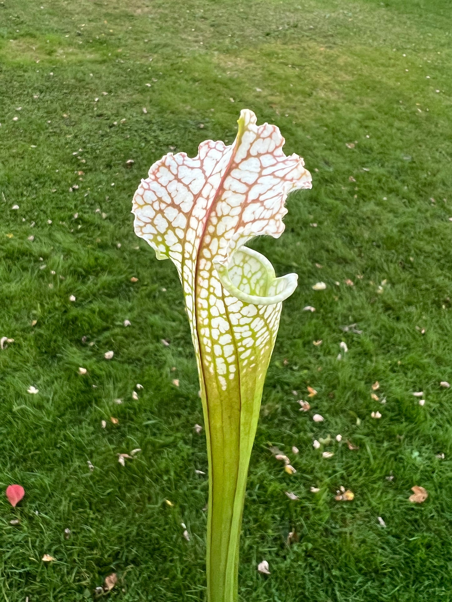 Sarracenia “Hurricane Creek White” - Clone A x self - Seed Grown