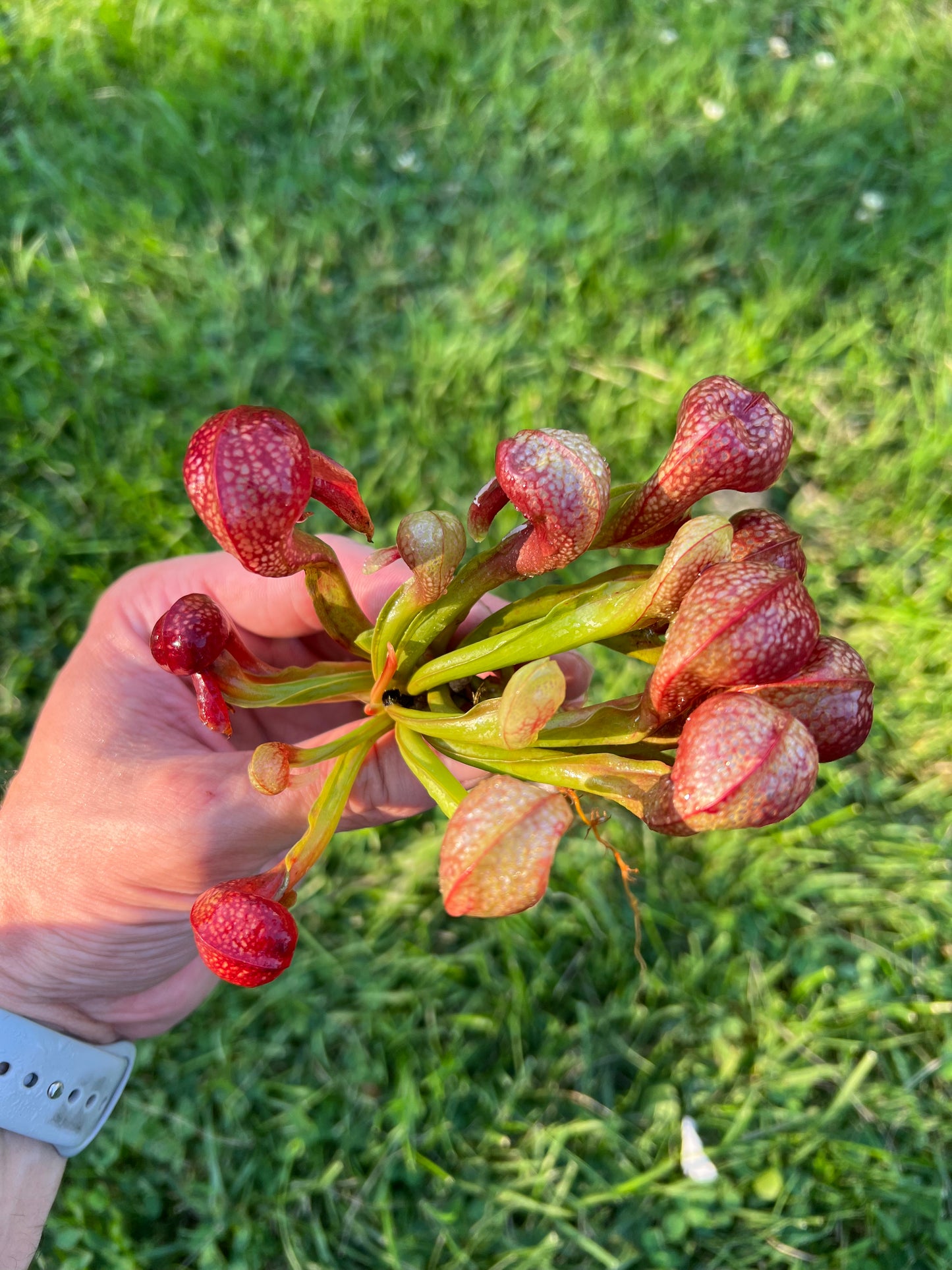 Darlingtonia californica “SGLC1”